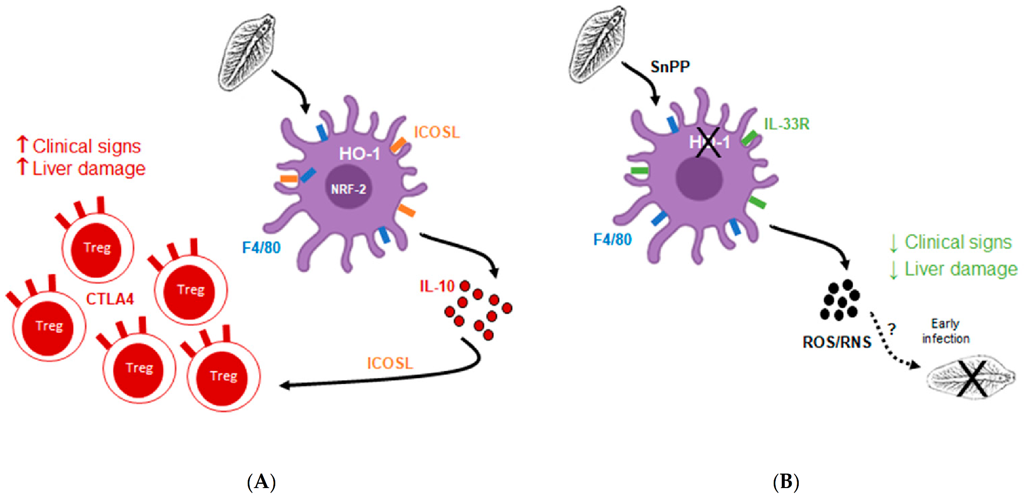 Antioxidants 10 01938 g009