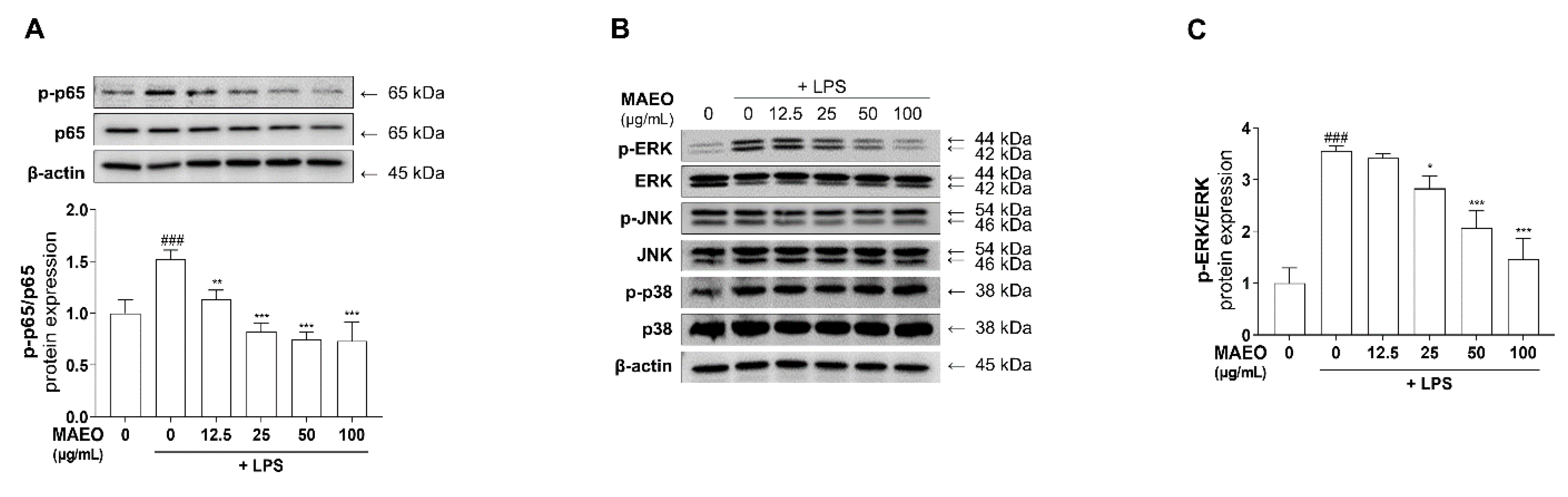 Antioxidants 10 01941 g005
