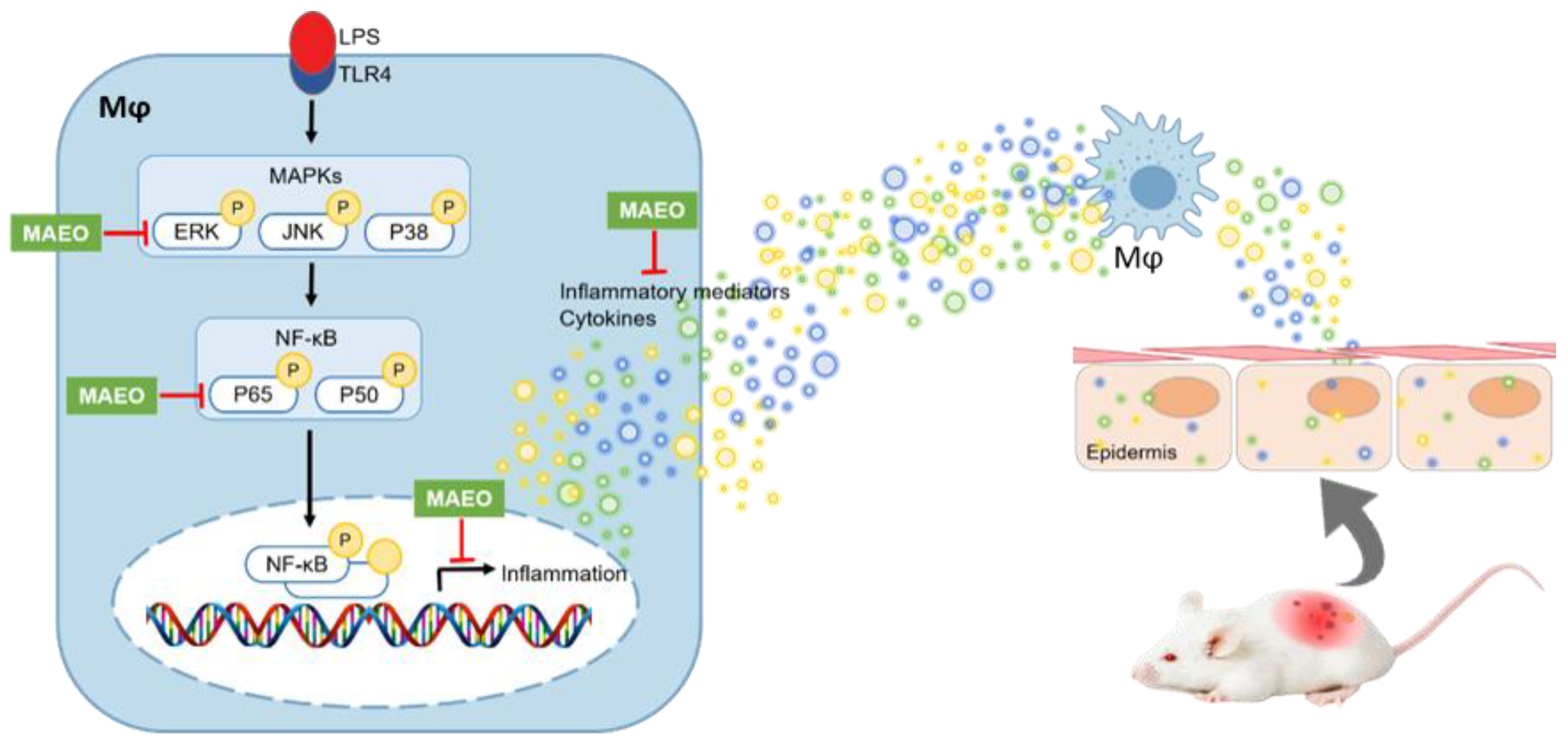 Antioxidants 10 01941 g009