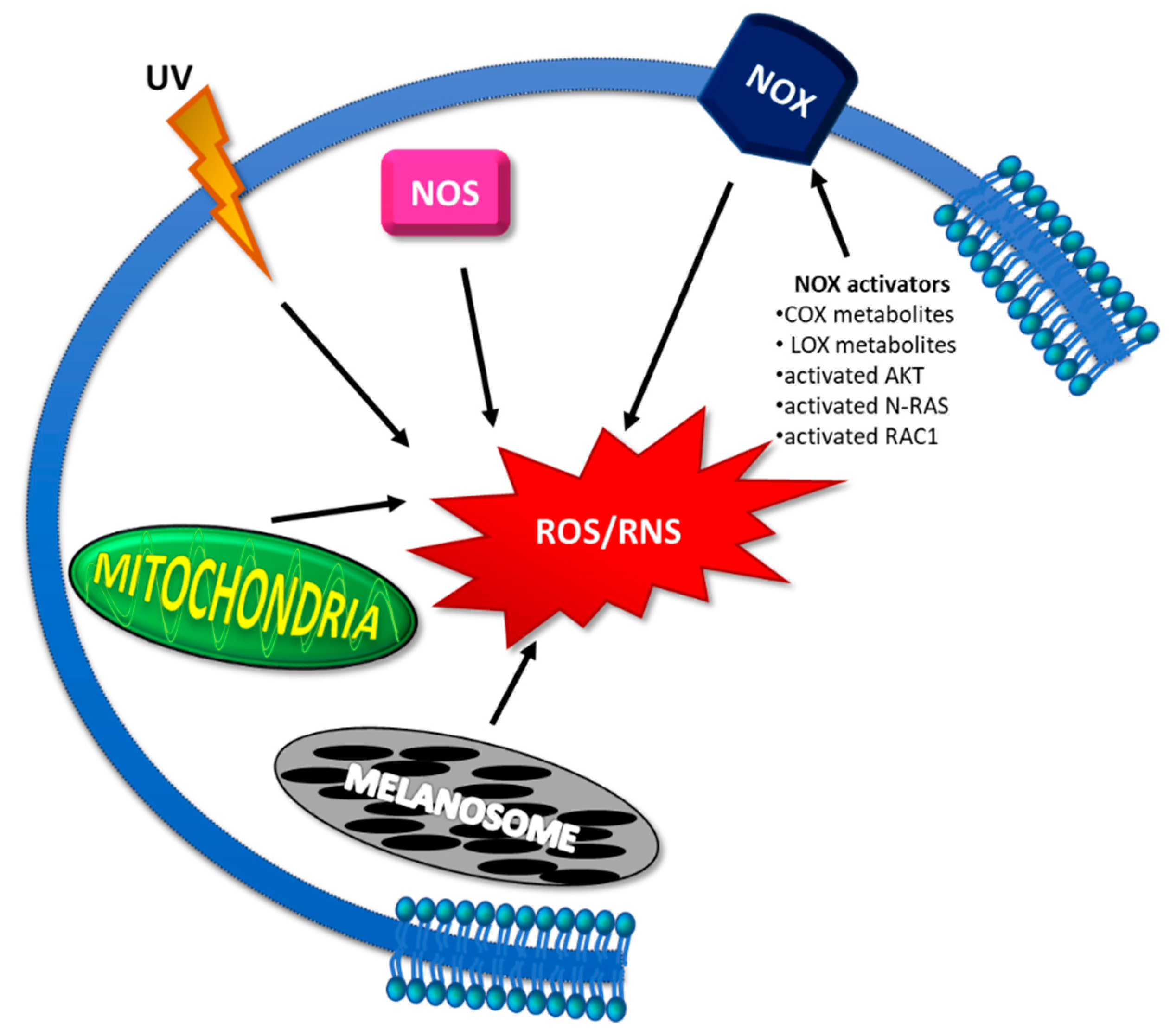 Antioxidants 10 01942 g001