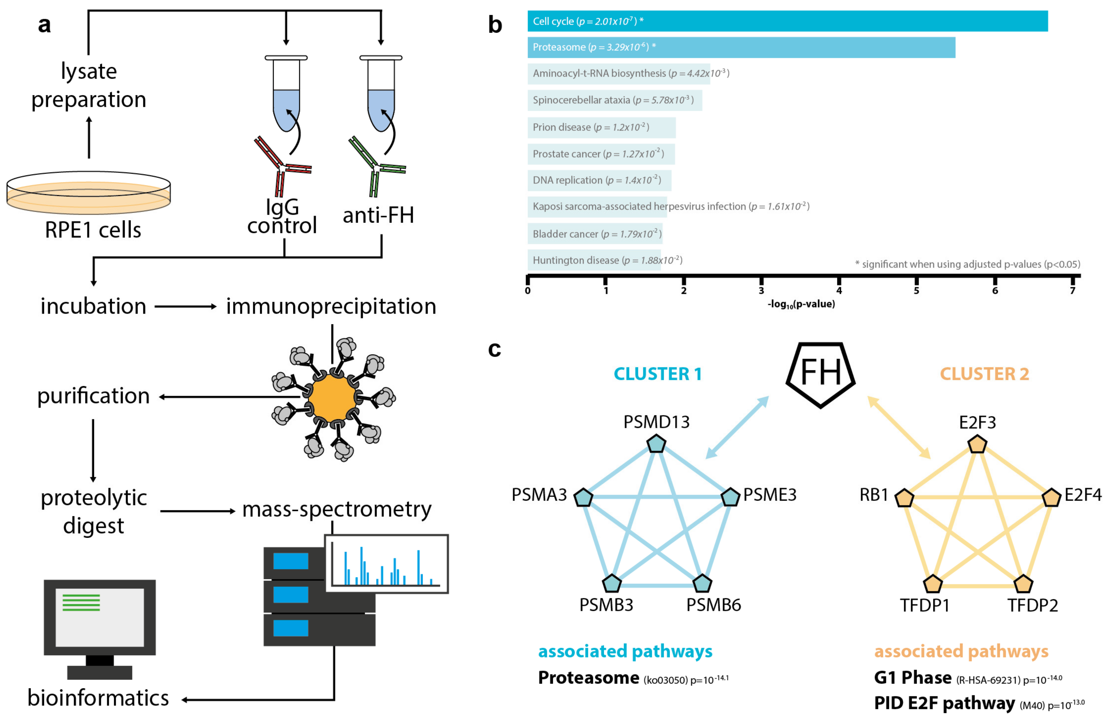 Antioxidants 10 01944 g004