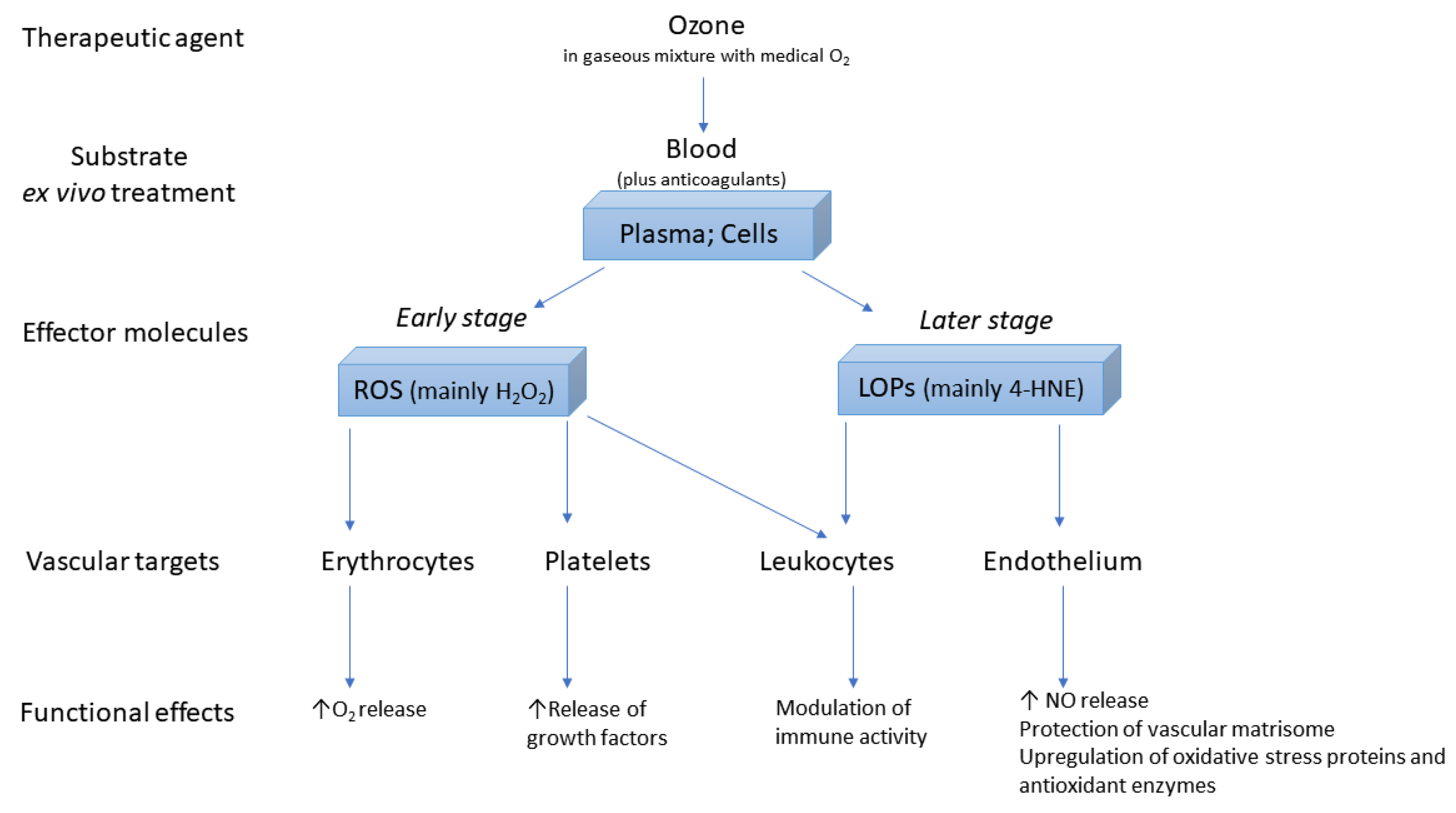 Antioxidants 10 01946 g002