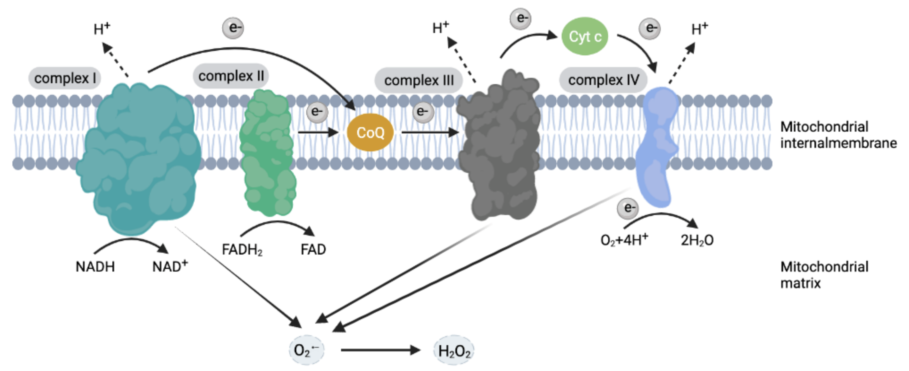 Antioxidants 10 01956 g001