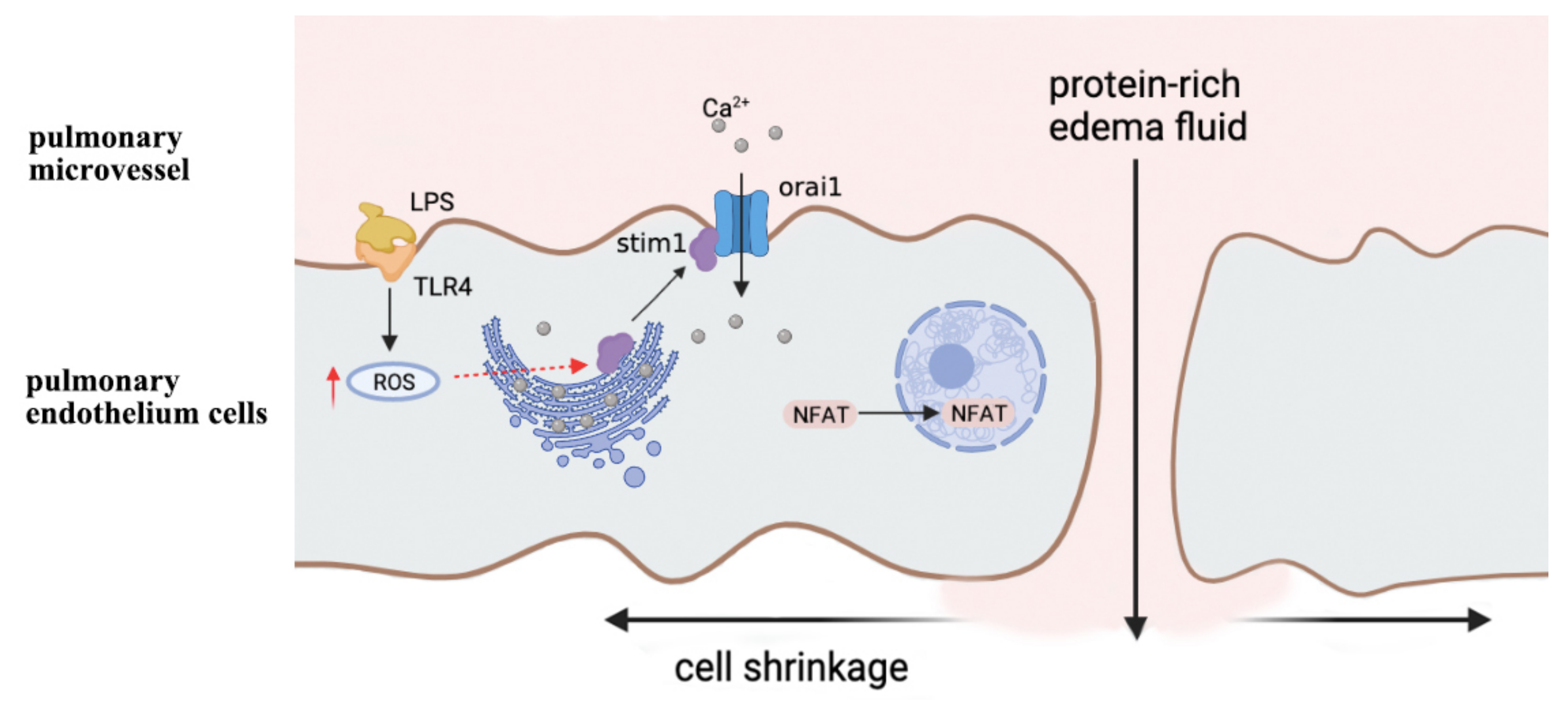Antioxidants 10 01956 g002