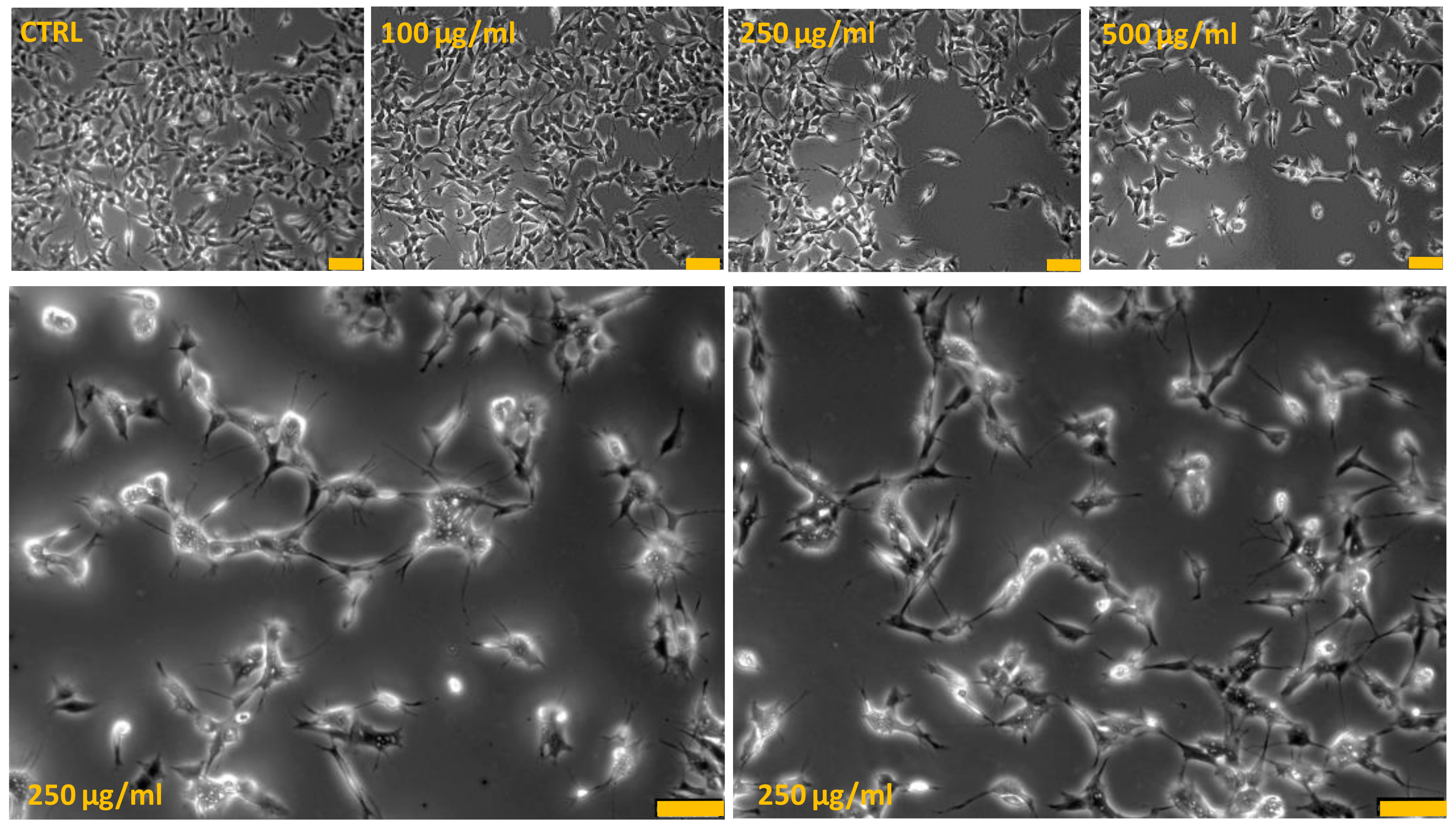 Antioxidants 10 01962 g002