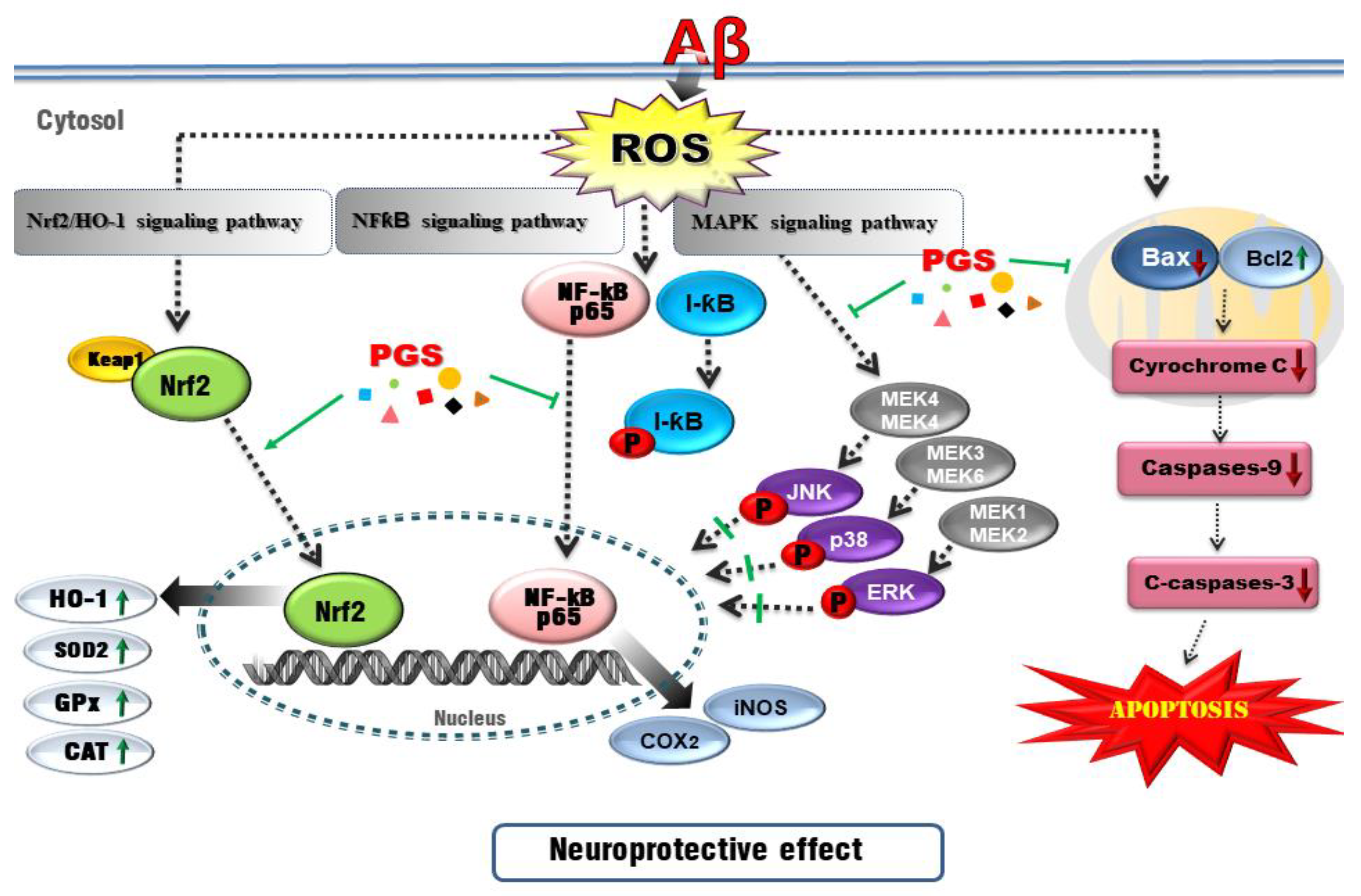 Antioxidants 10 01968 g012