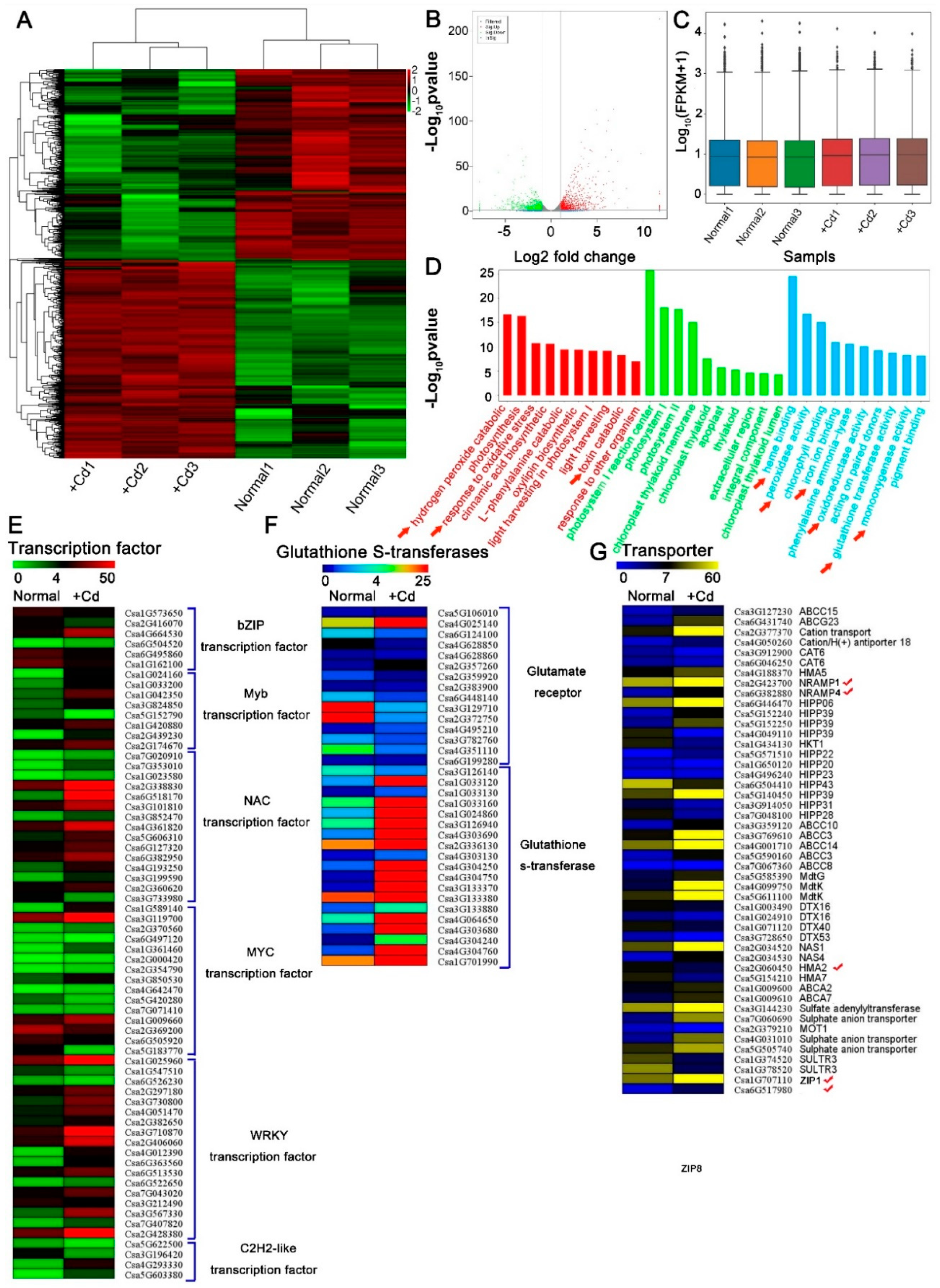 Antioxidants 10 01973 g002