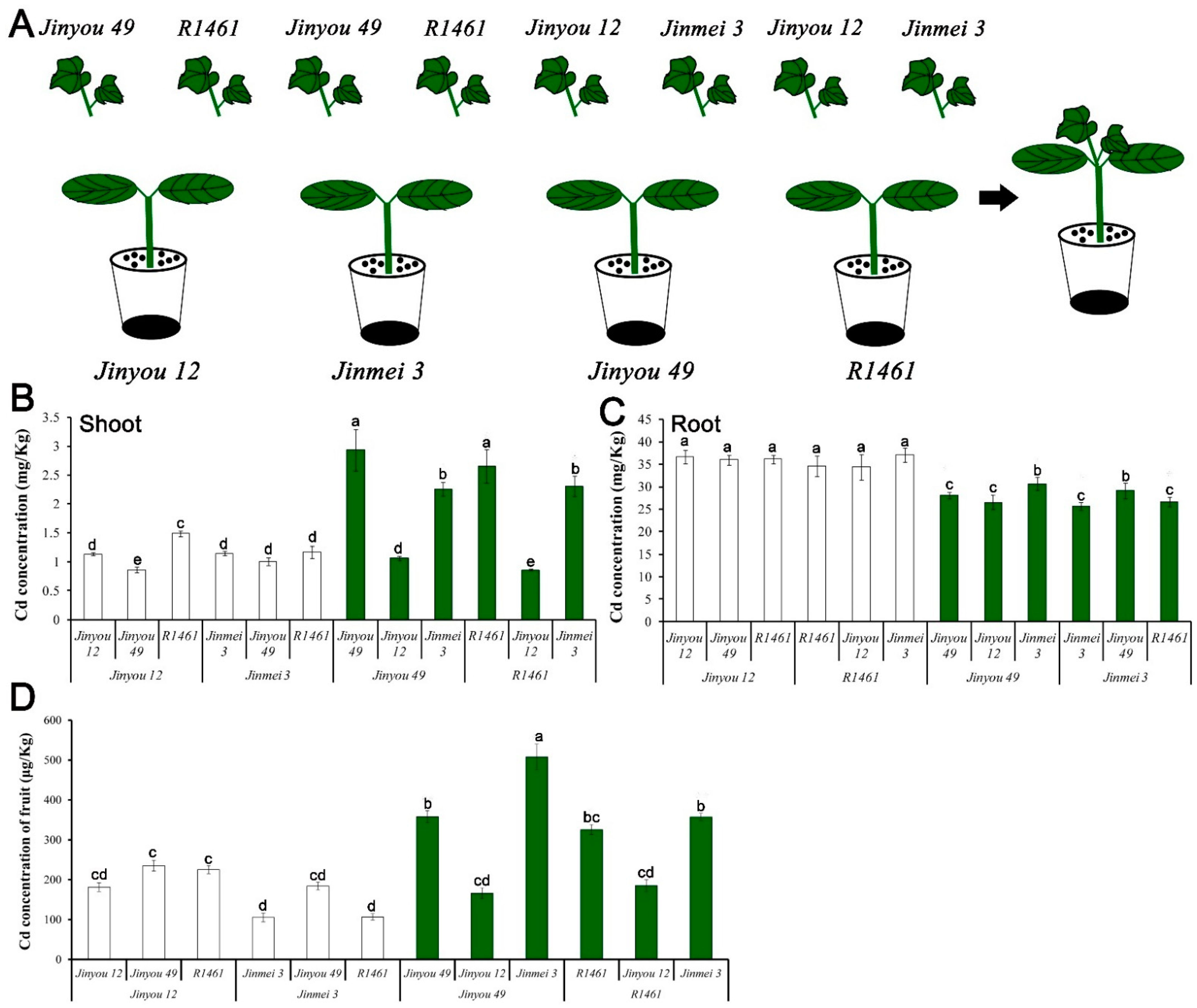 Antioxidants 10 01973 g006
