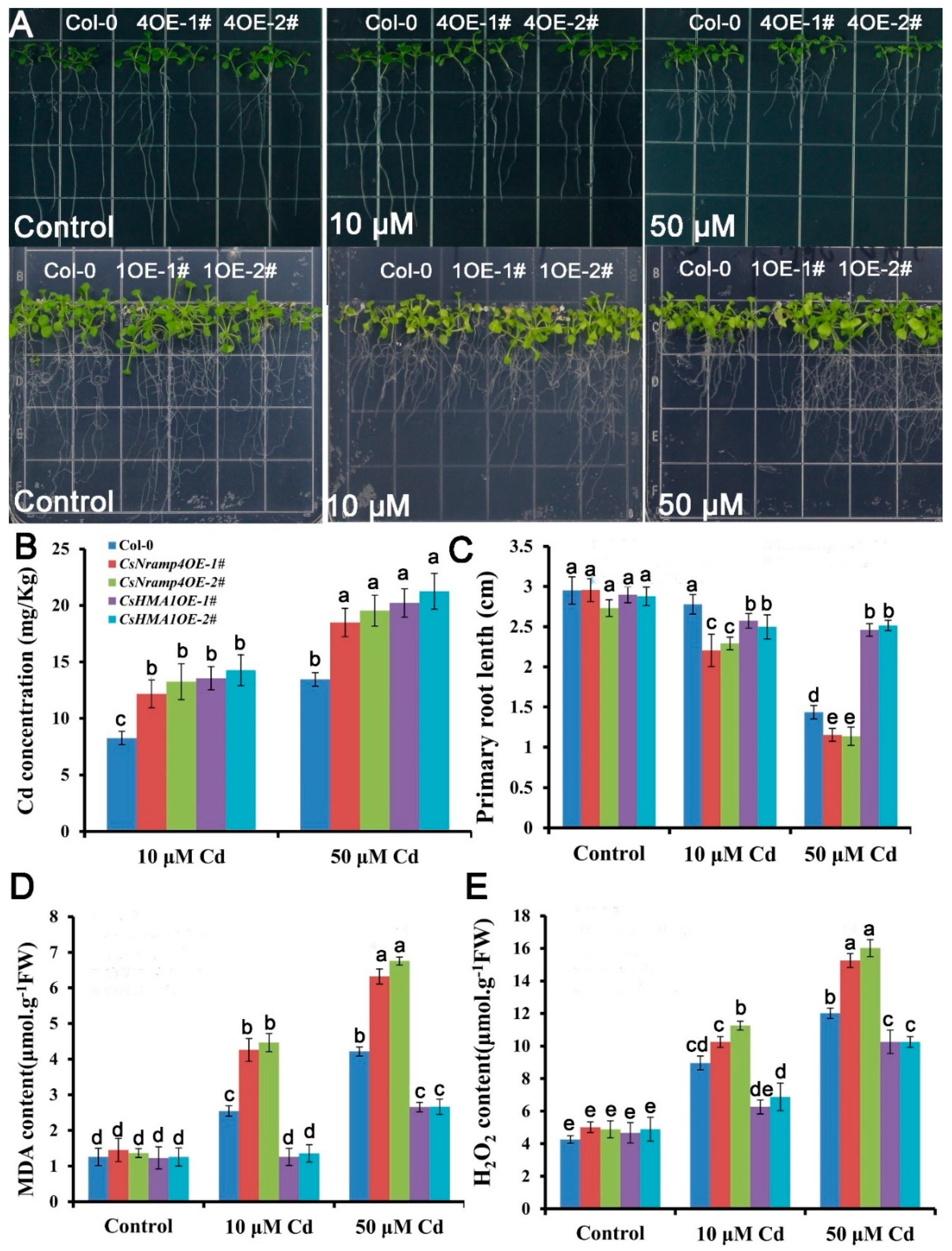 Antioxidants 10 01973 g008
