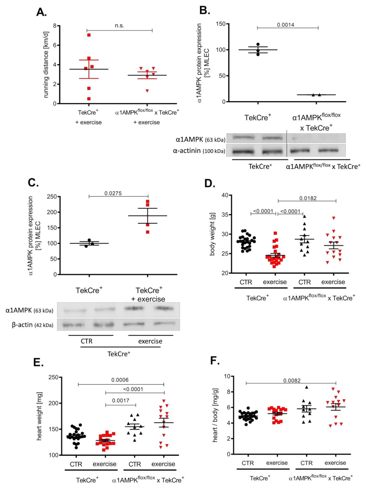 Antioxidants 10 01974 g001