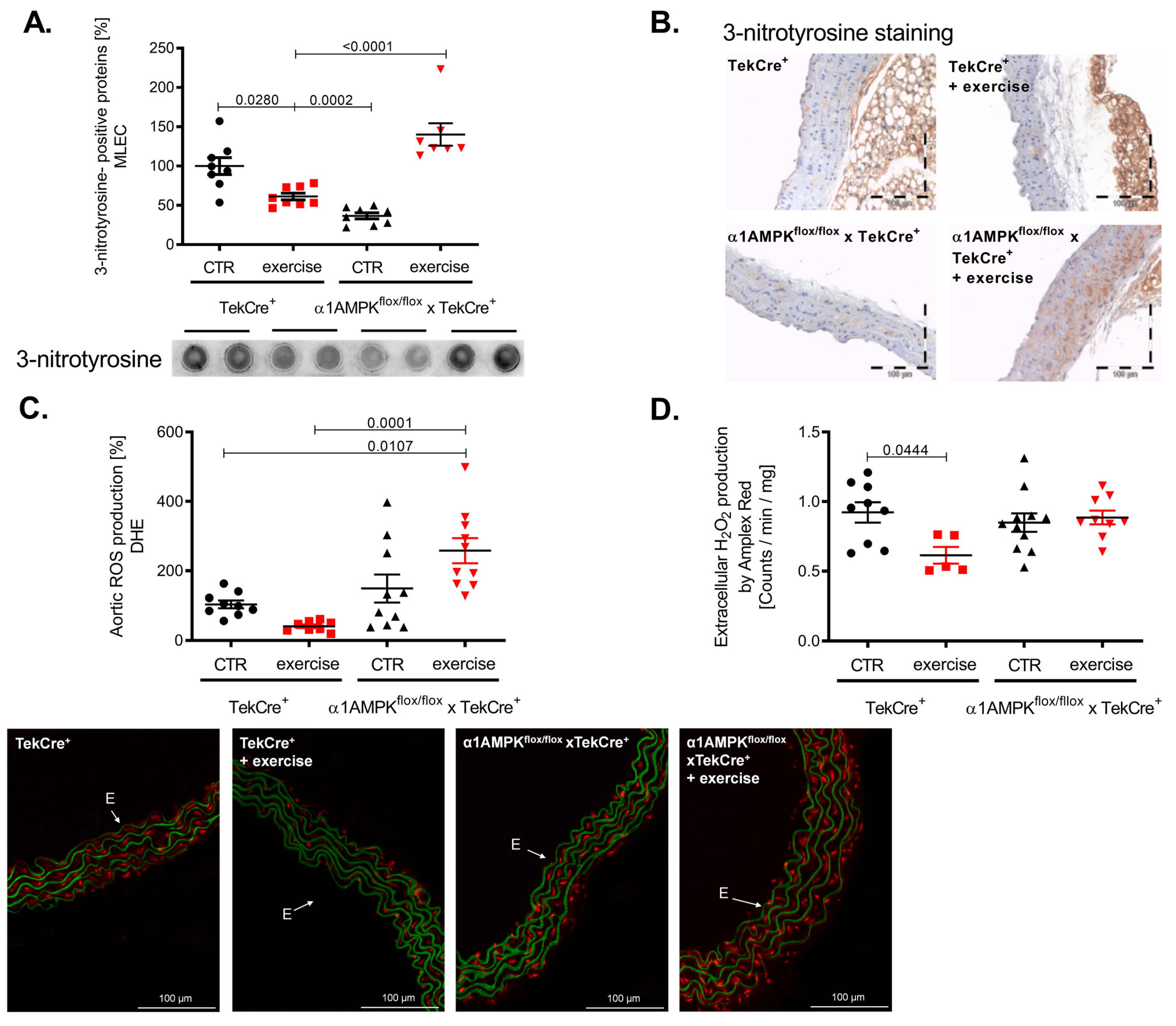 Antioxidants 10 01974 g004