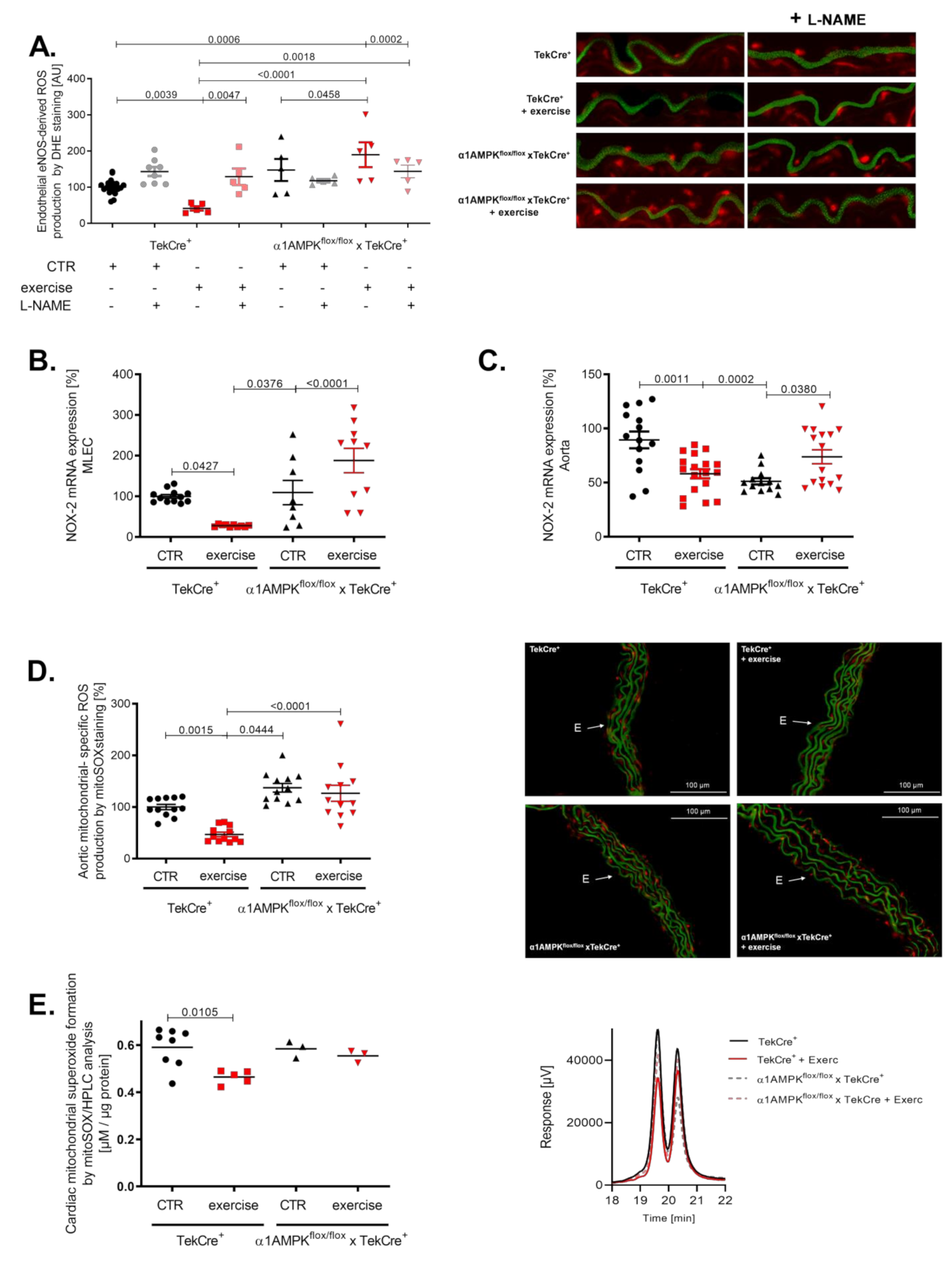 Antioxidants 10 01974 g005