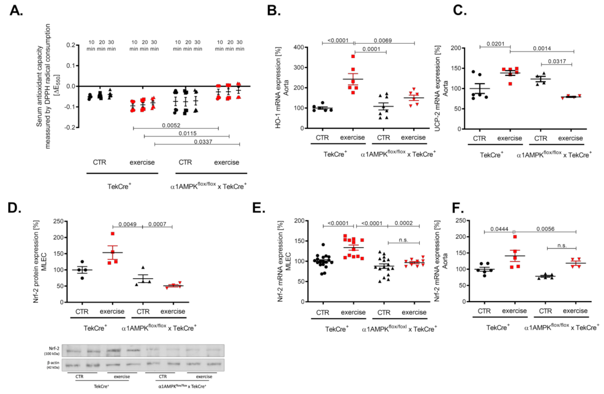 Antioxidants 10 01974 g006