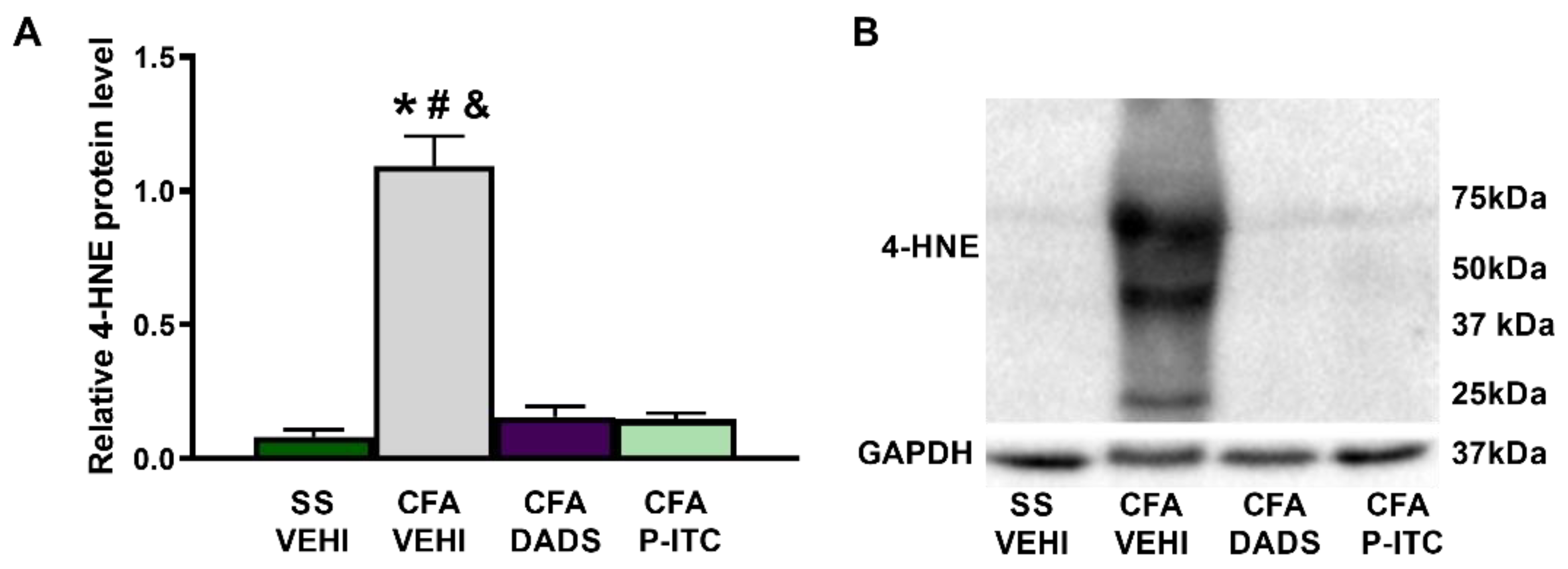Antioxidants 10 01977 g004