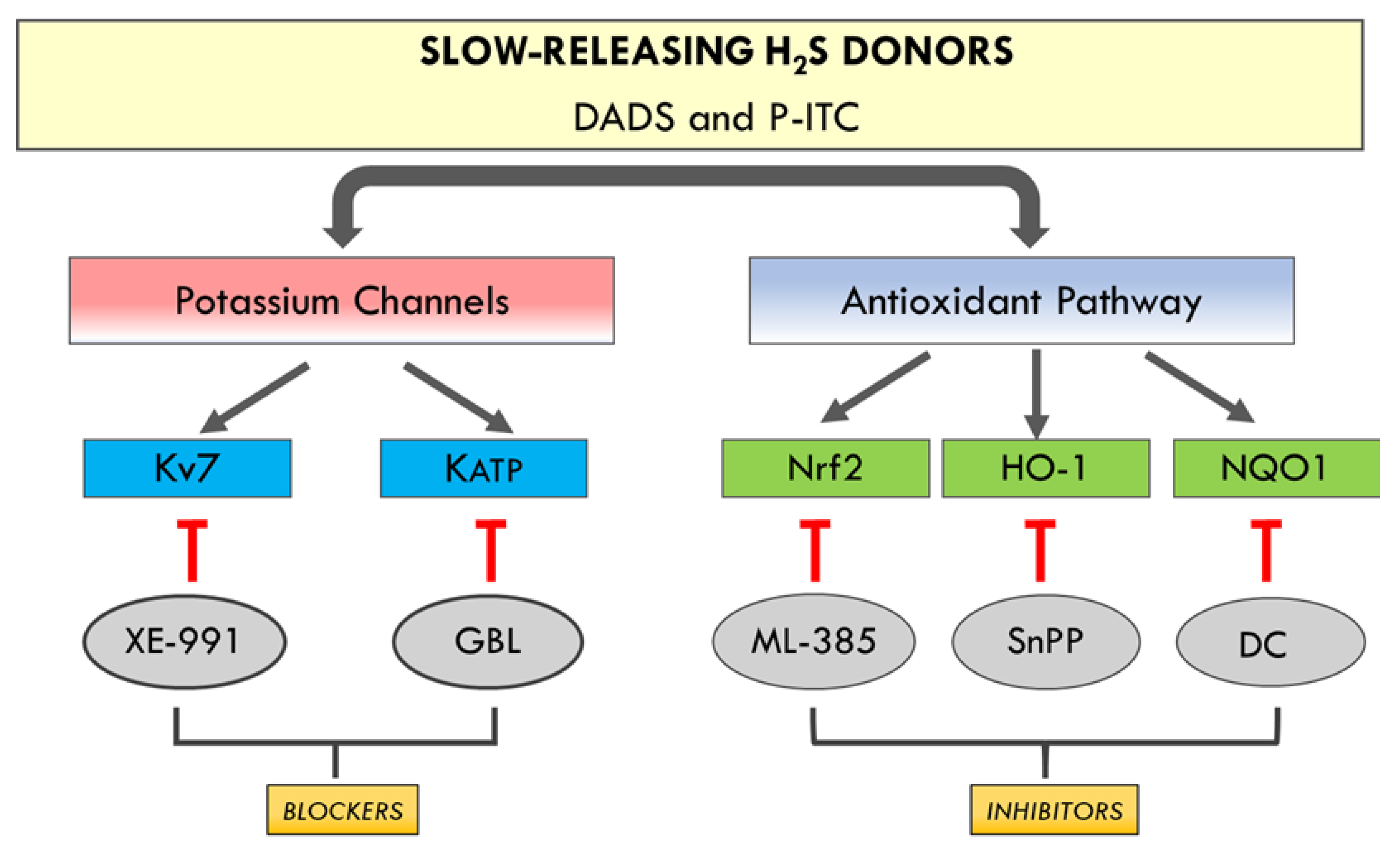 Antioxidants 10 01977 g009