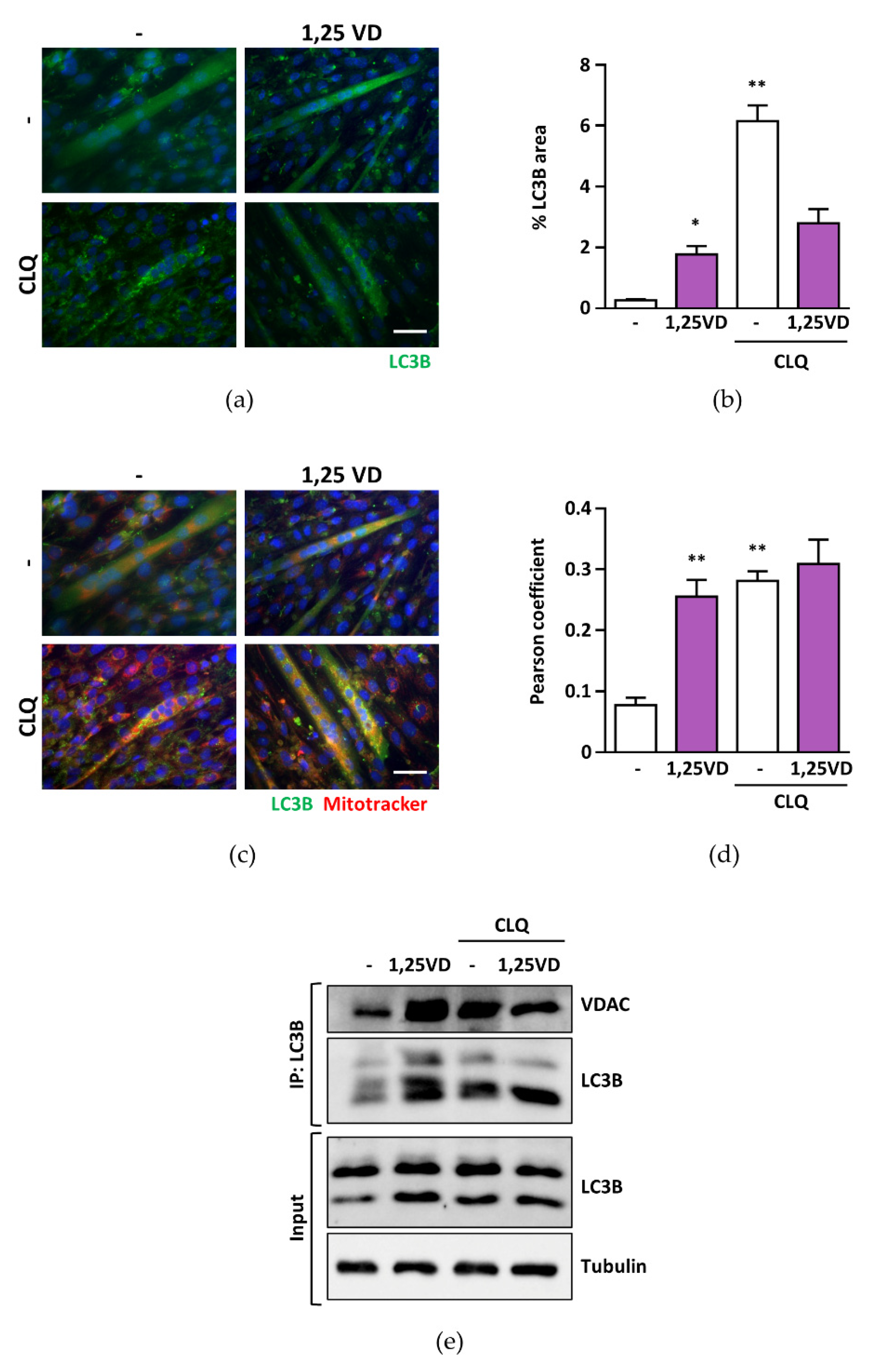 Antioxidants 10 01980 g005