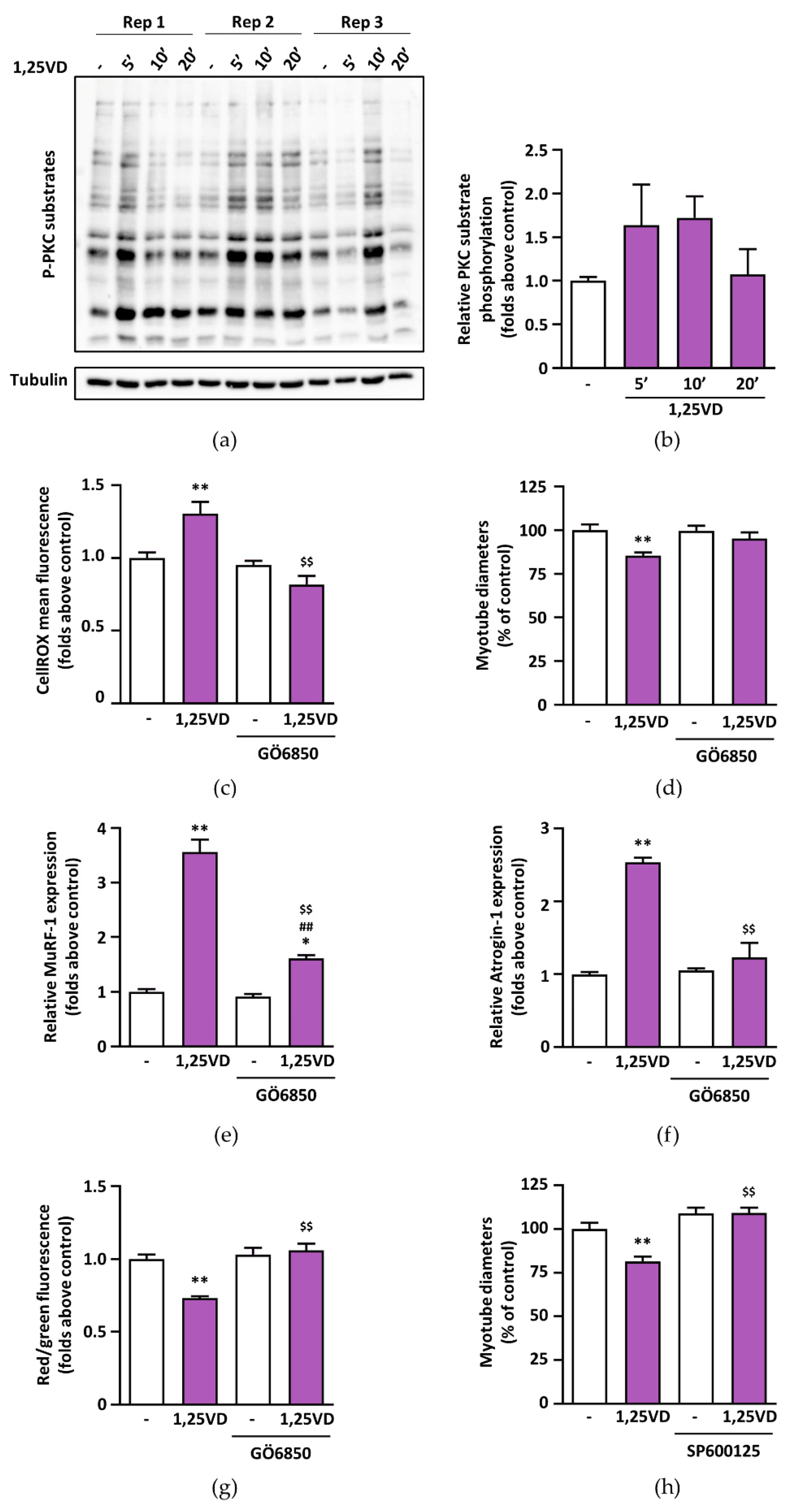 Antioxidants 10 01980 g008