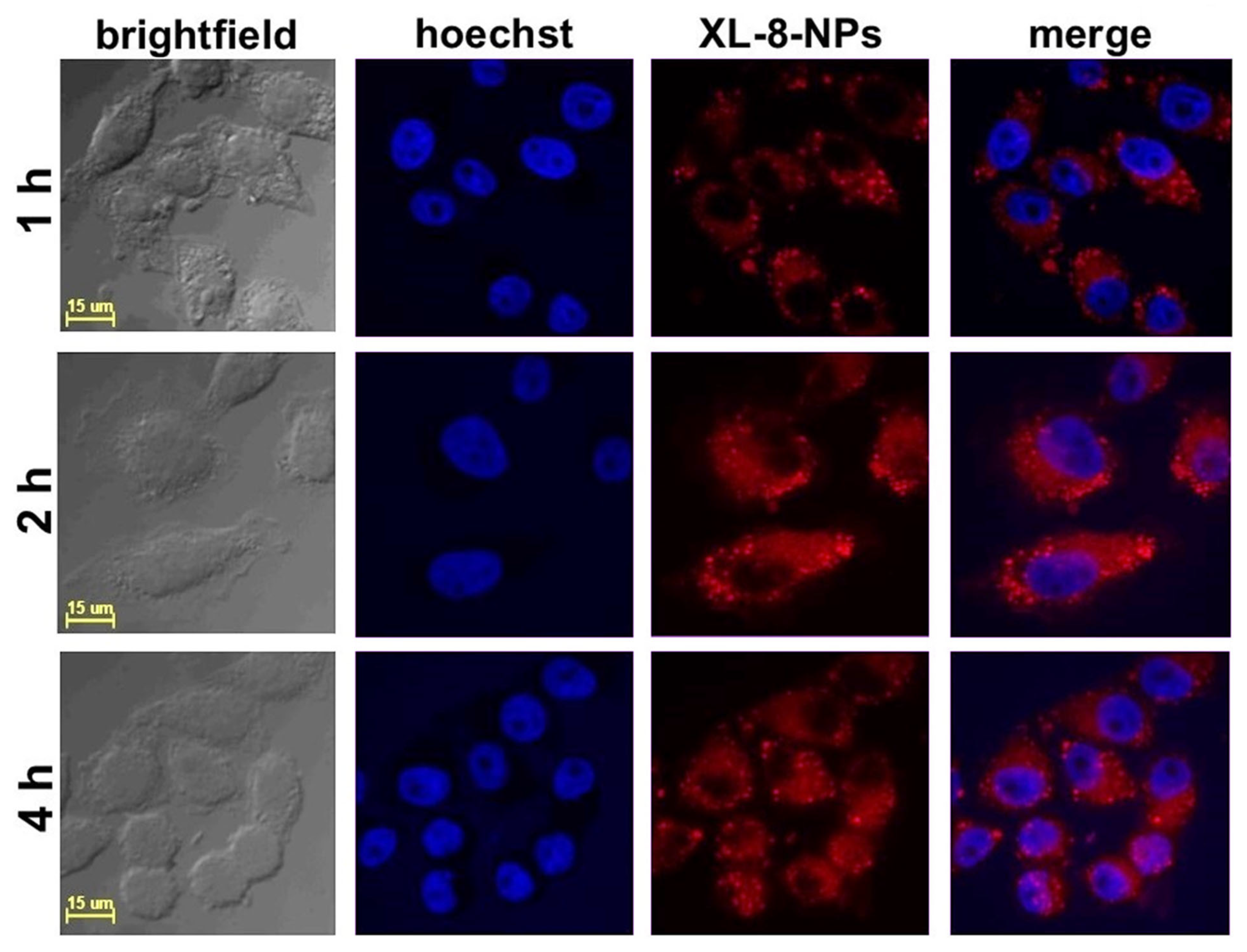 Antioxidants 10 01985 g002
