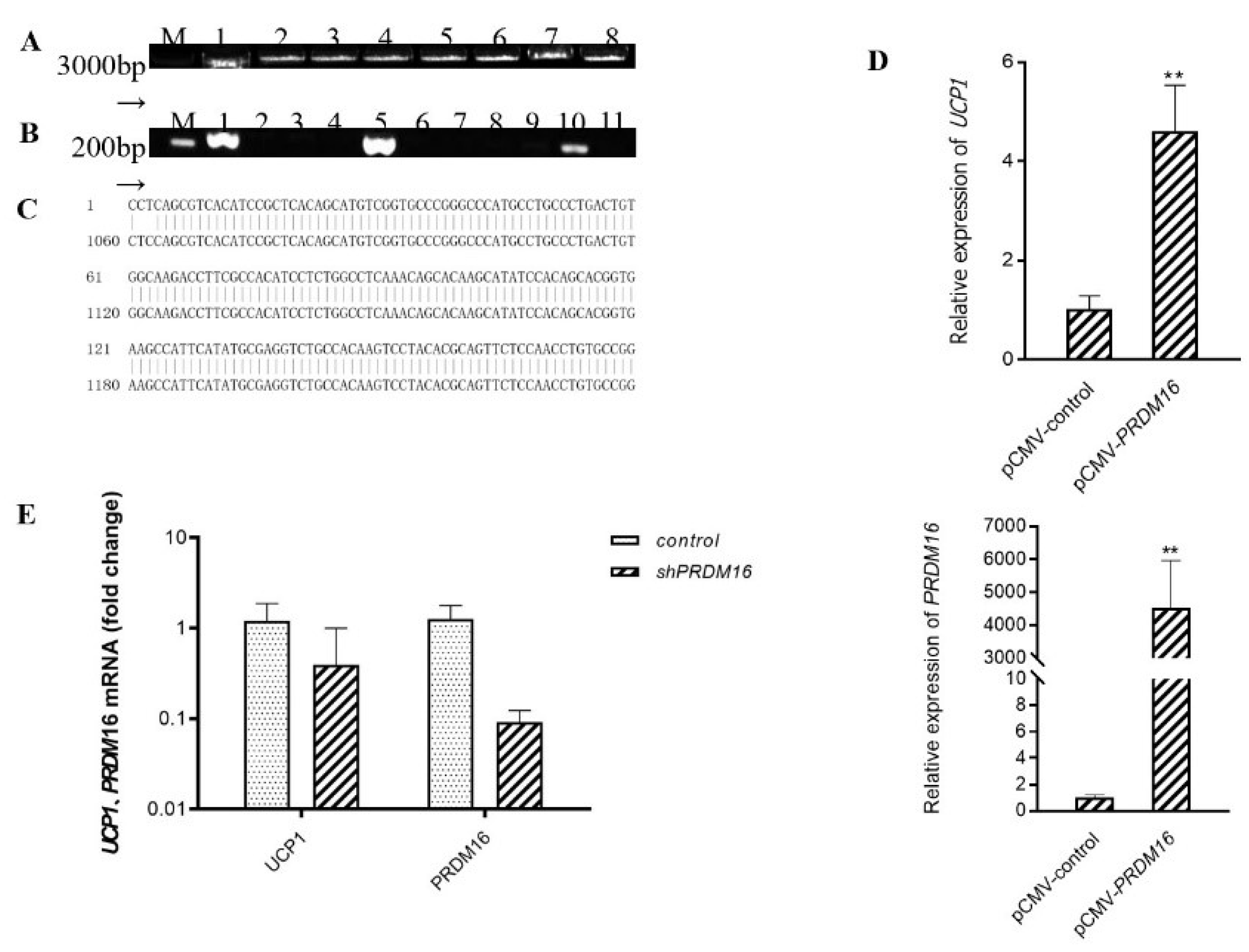 Antioxidants 10 01986 g003