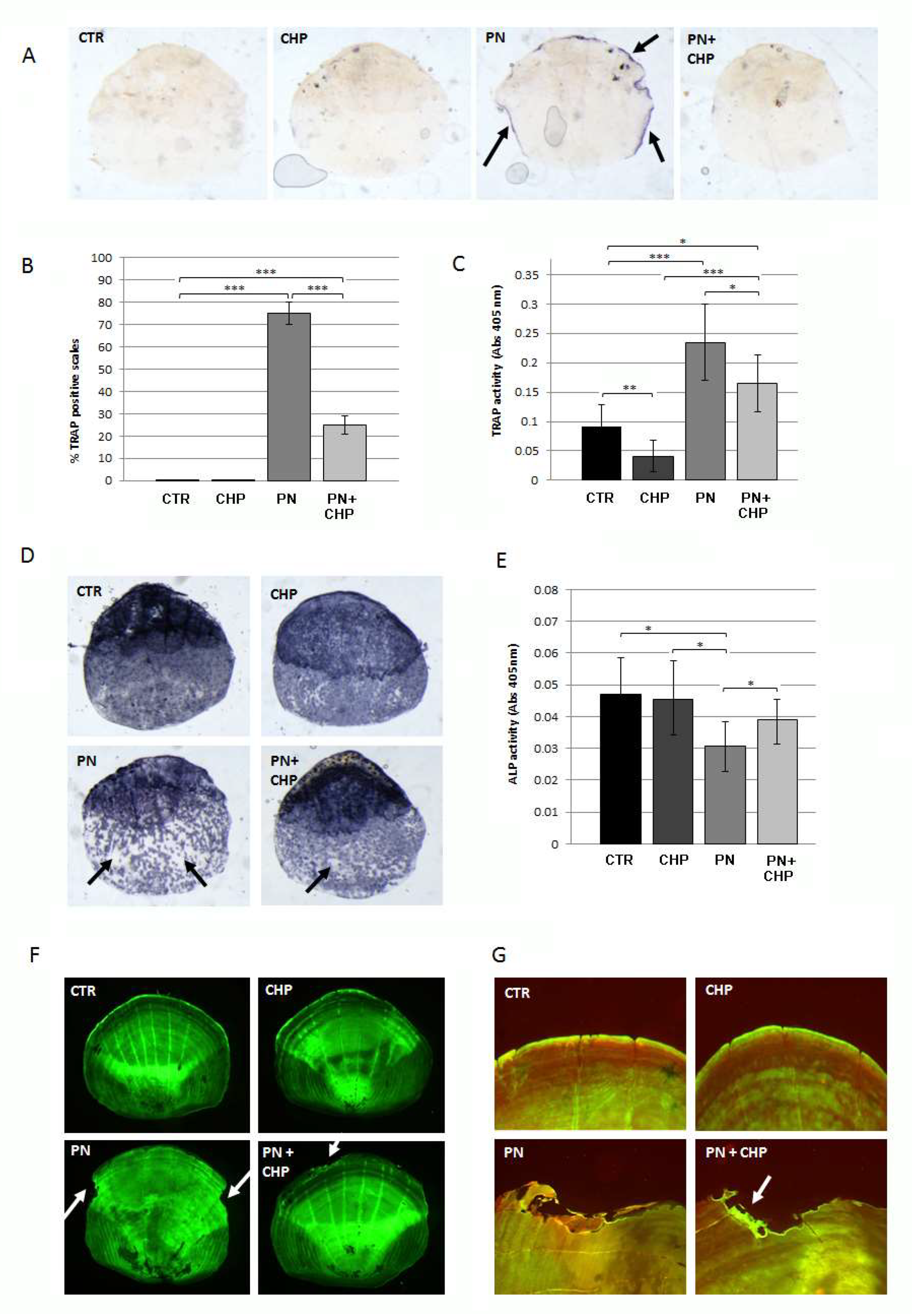 Antioxidants 10 01987 g004
