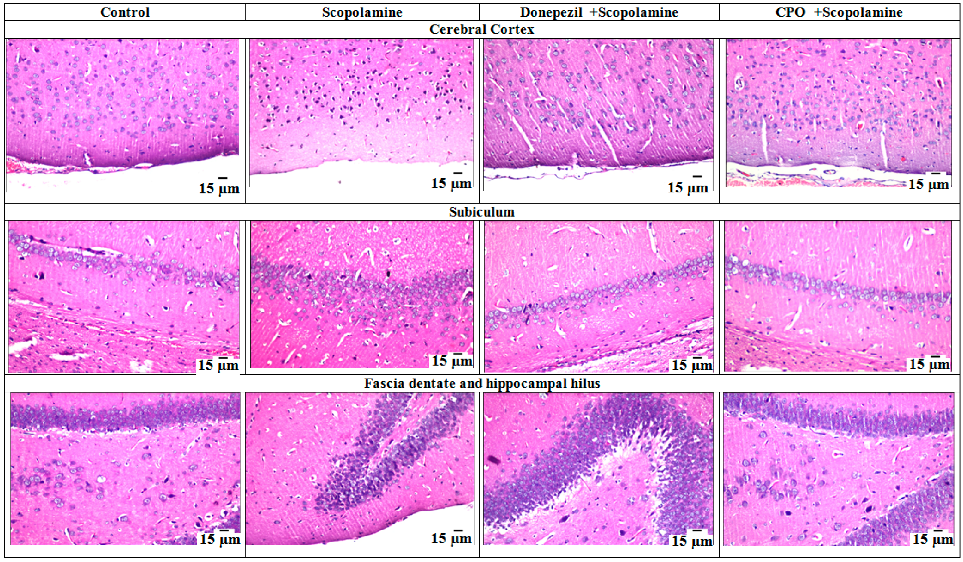 Antioxidants 10 01993 g003