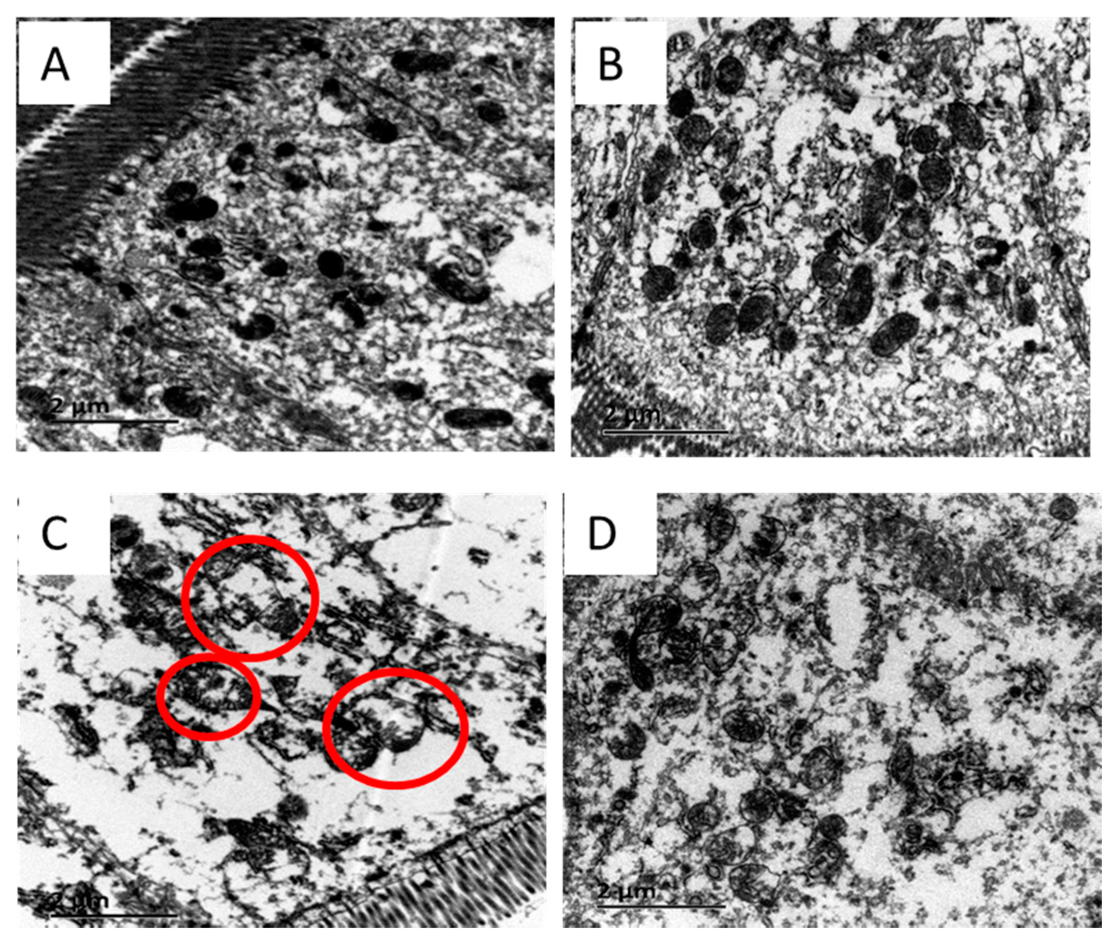 Antioxidants 10 01995 g002