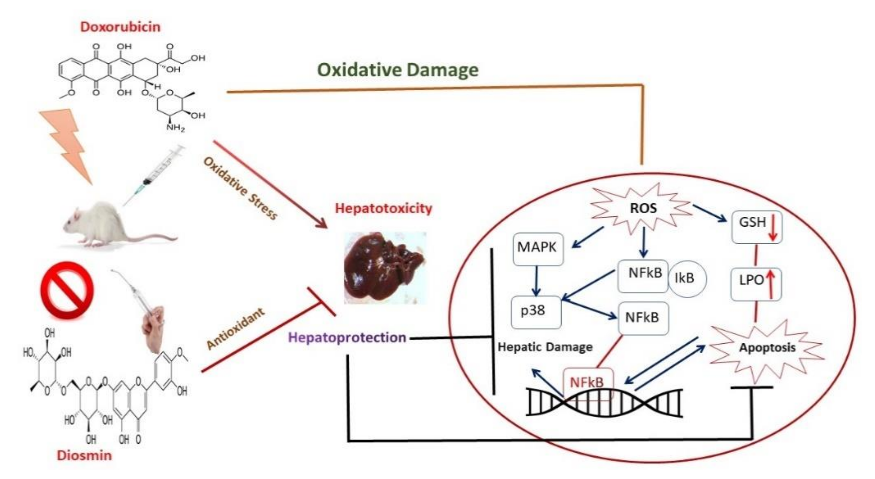 Antioxidants 10 01998 g008