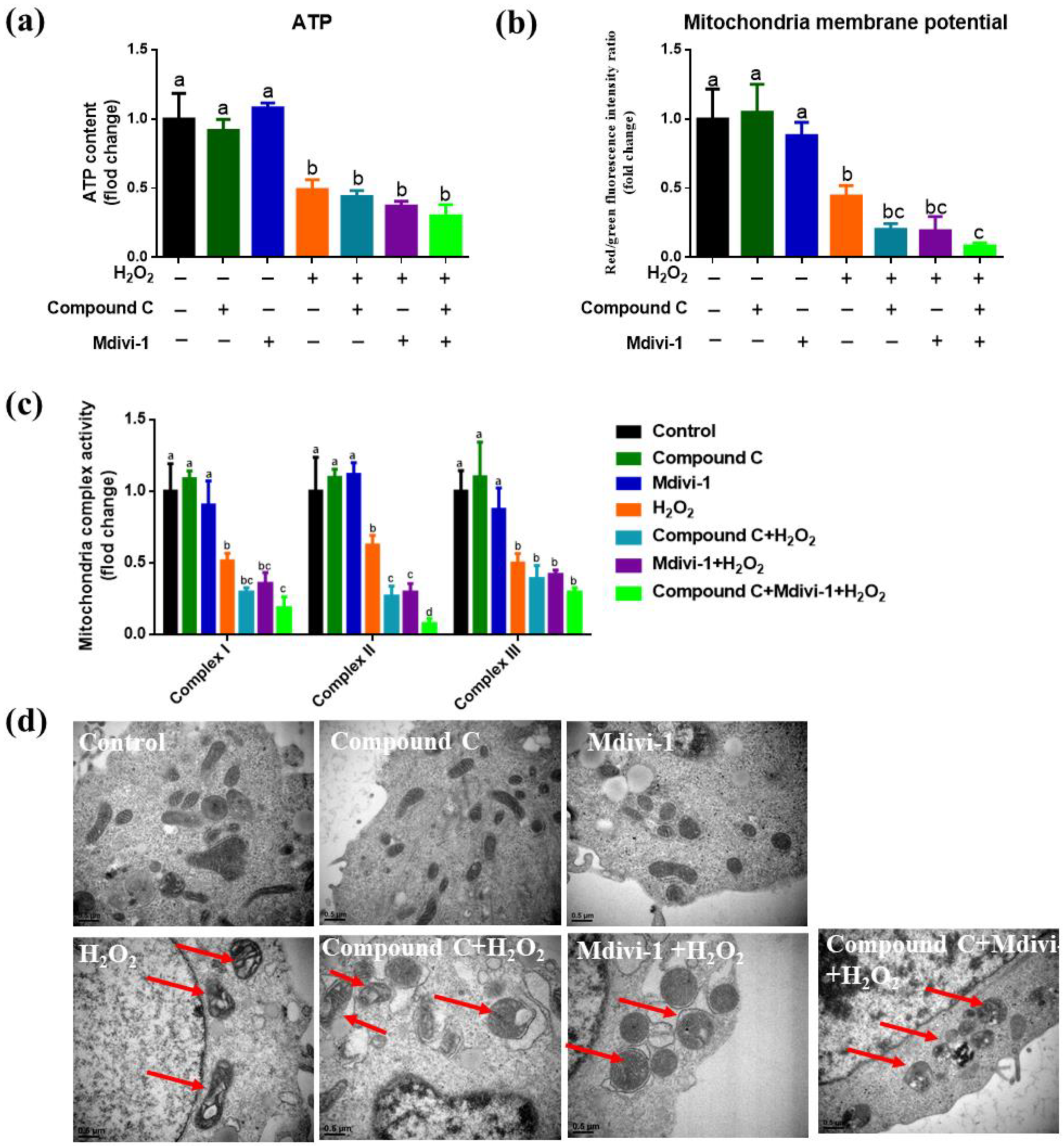 Antioxidants 10 02010 g004