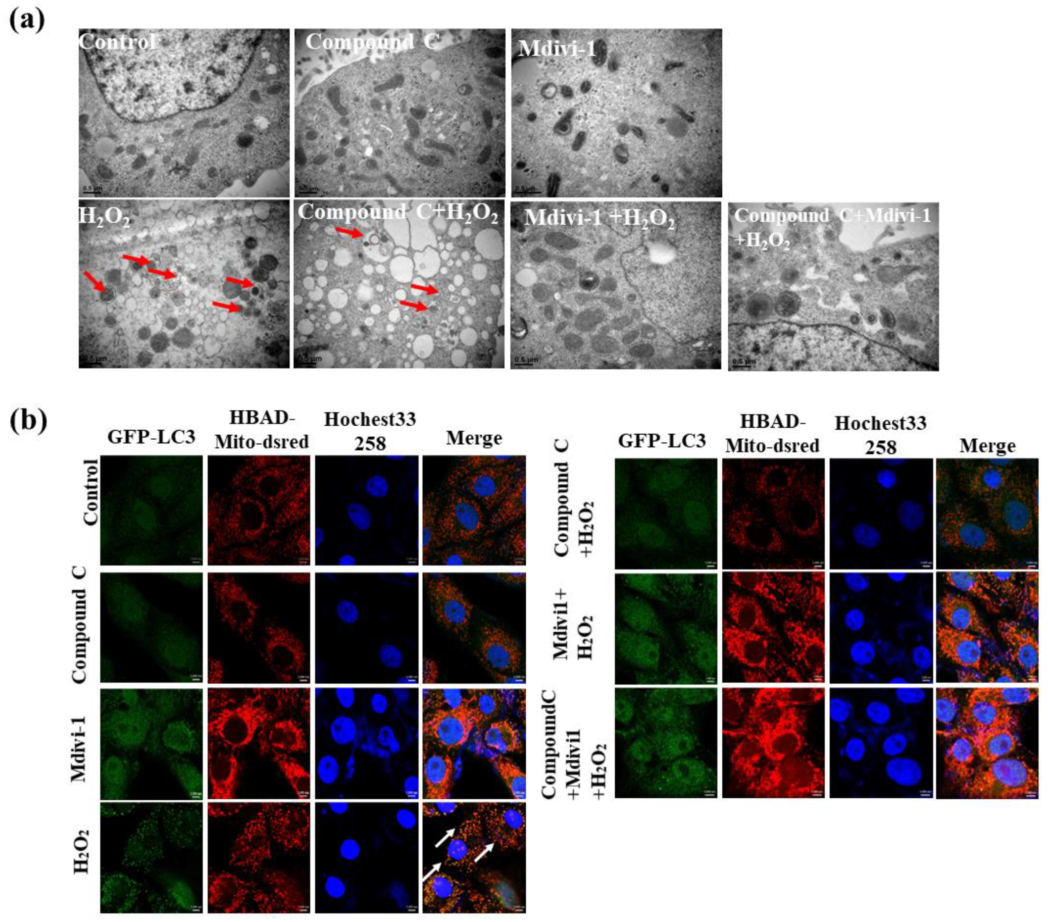Antioxidants 10 02010 g006