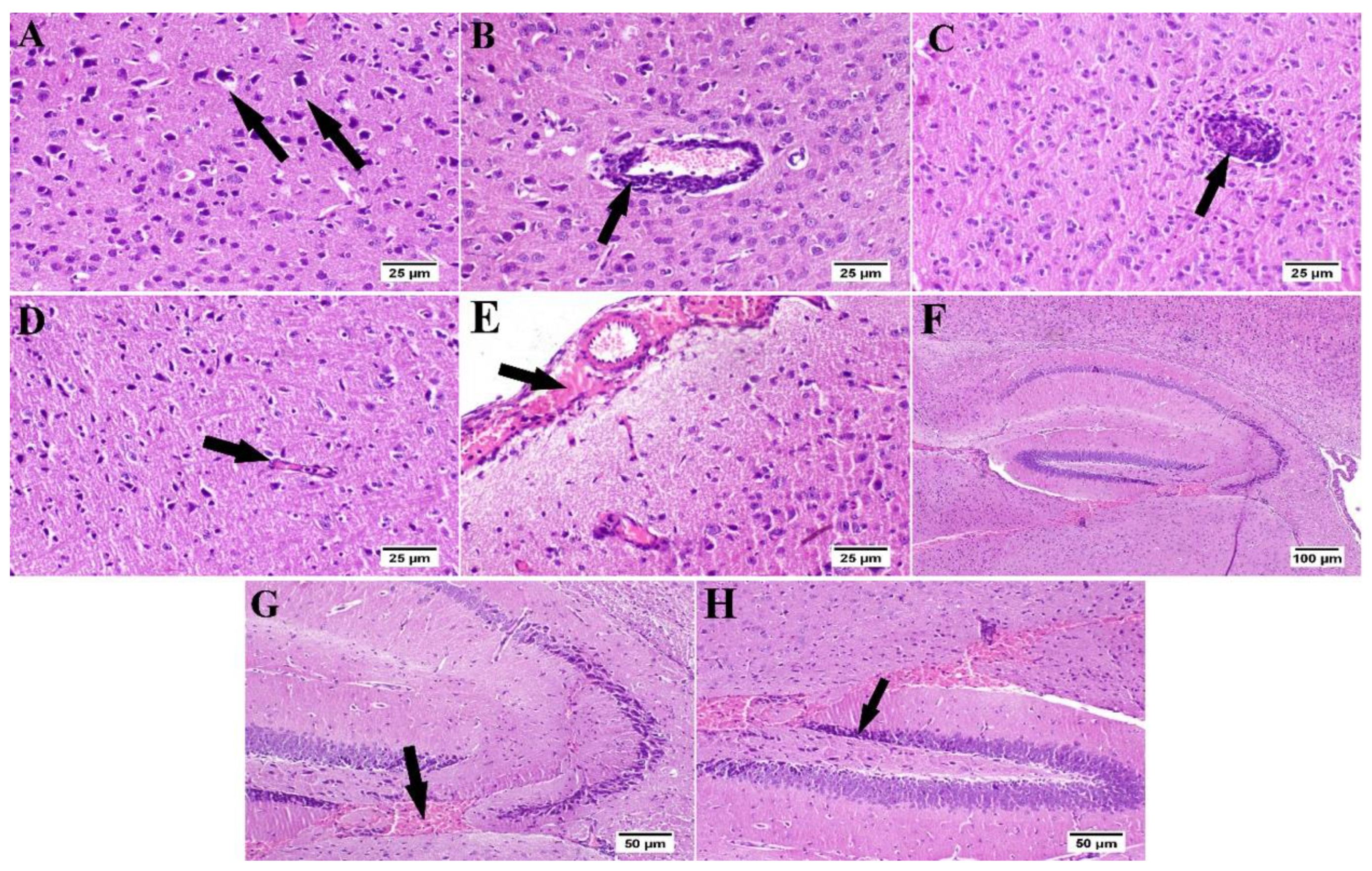 Antioxidants 10 02011 g008