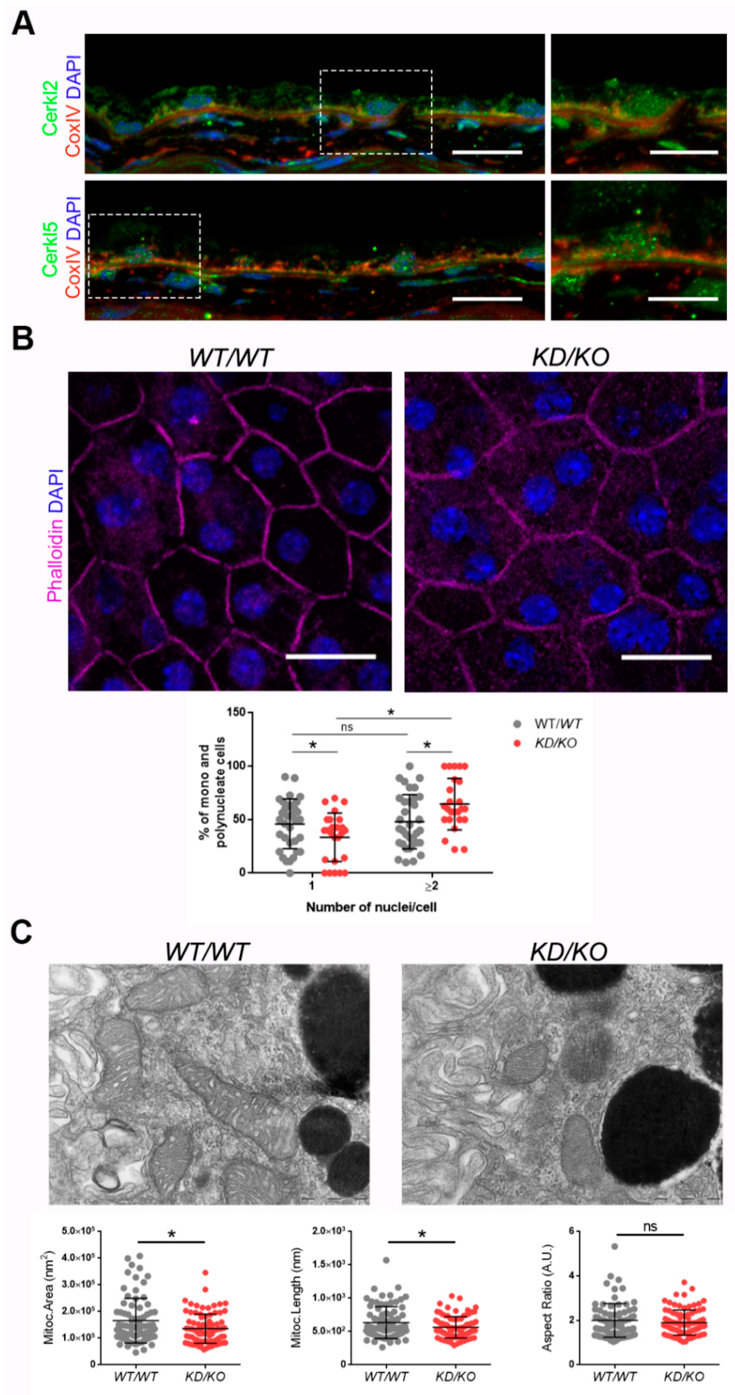Antioxidants 10 02018 g001