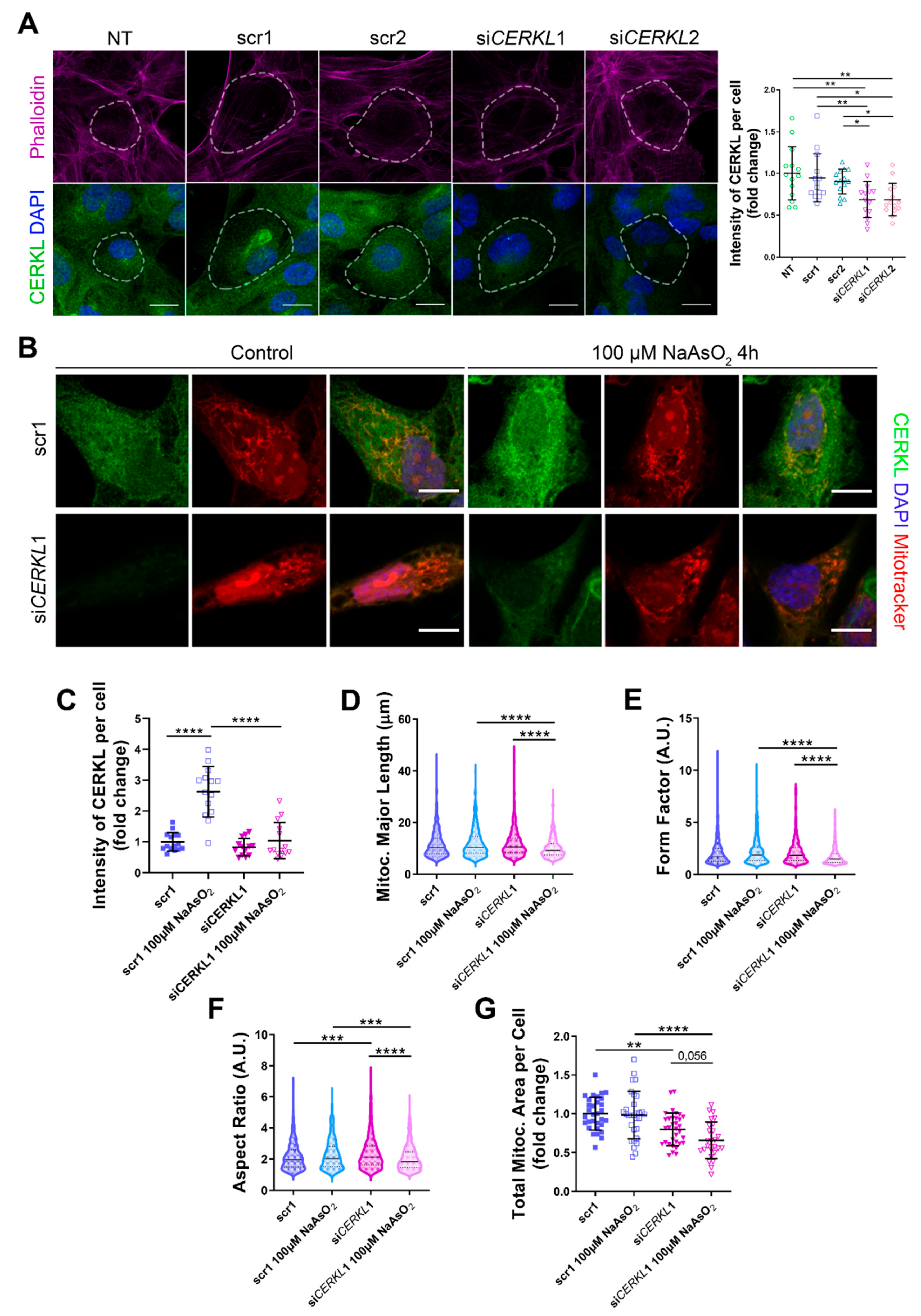 Antioxidants 10 02018 g002