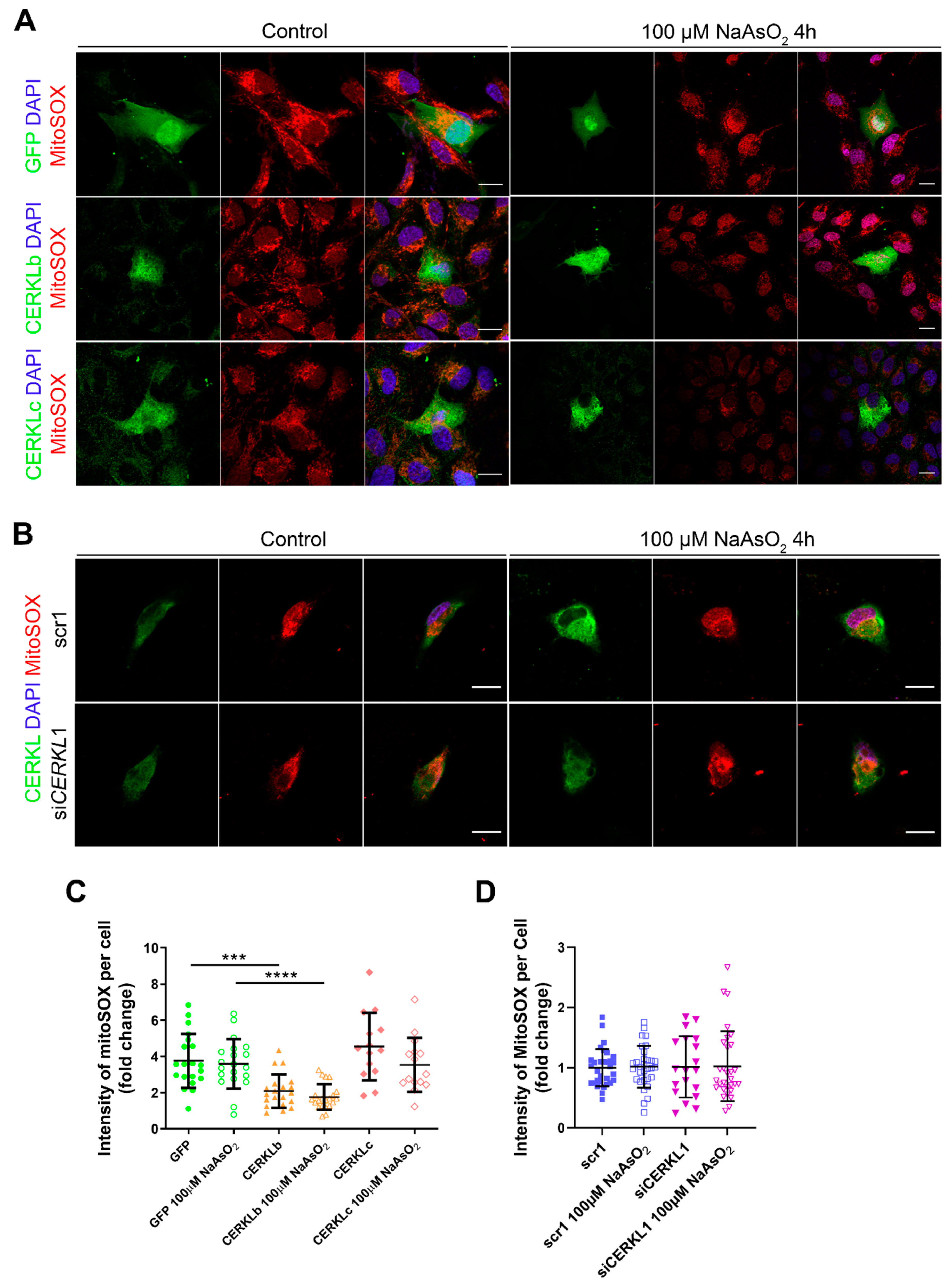 Antioxidants 10 02018 g004