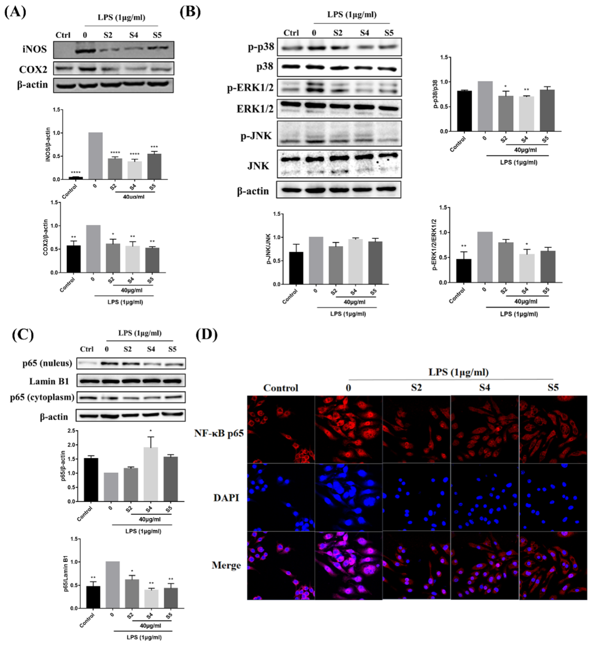 Antioxidants 10 02019 g005