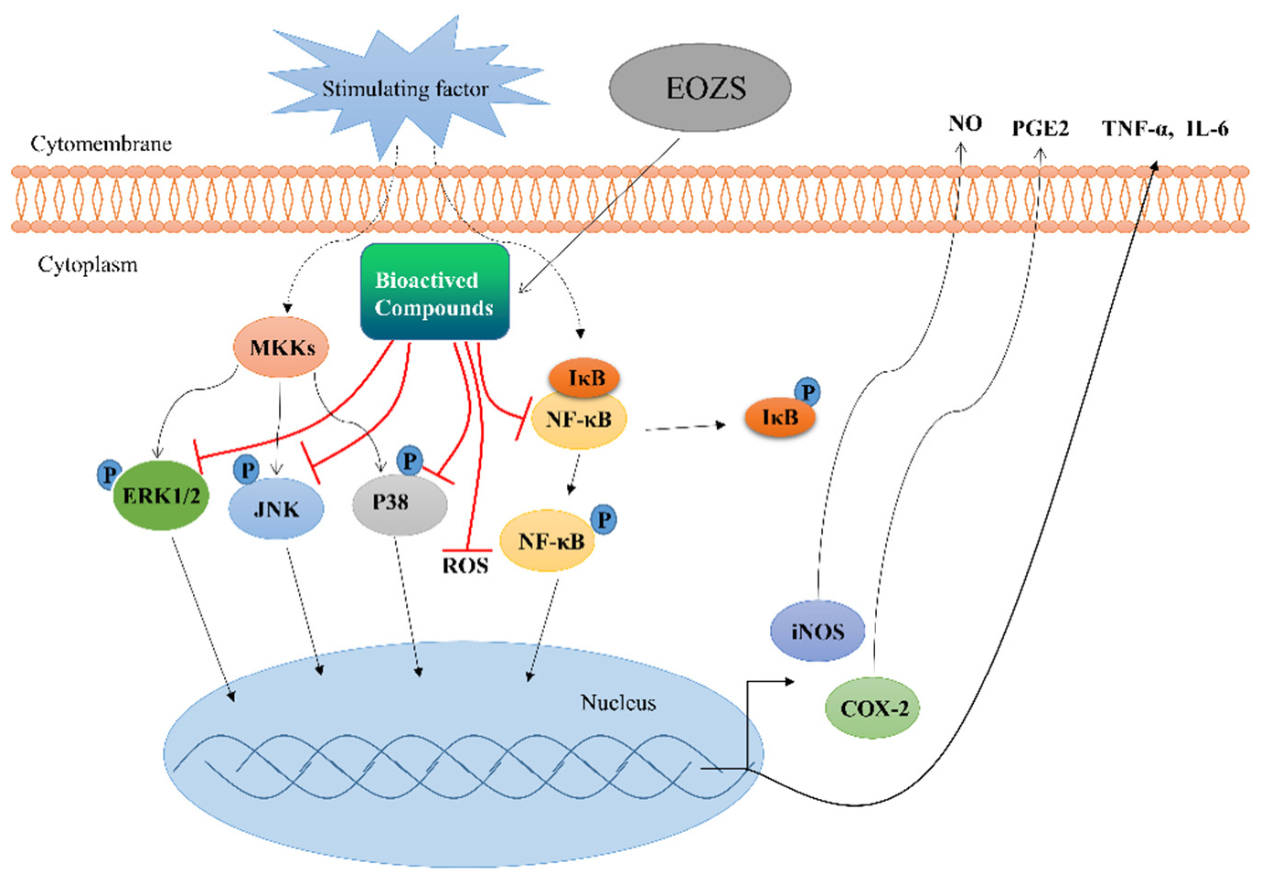 Antioxidants 10 02019 g008