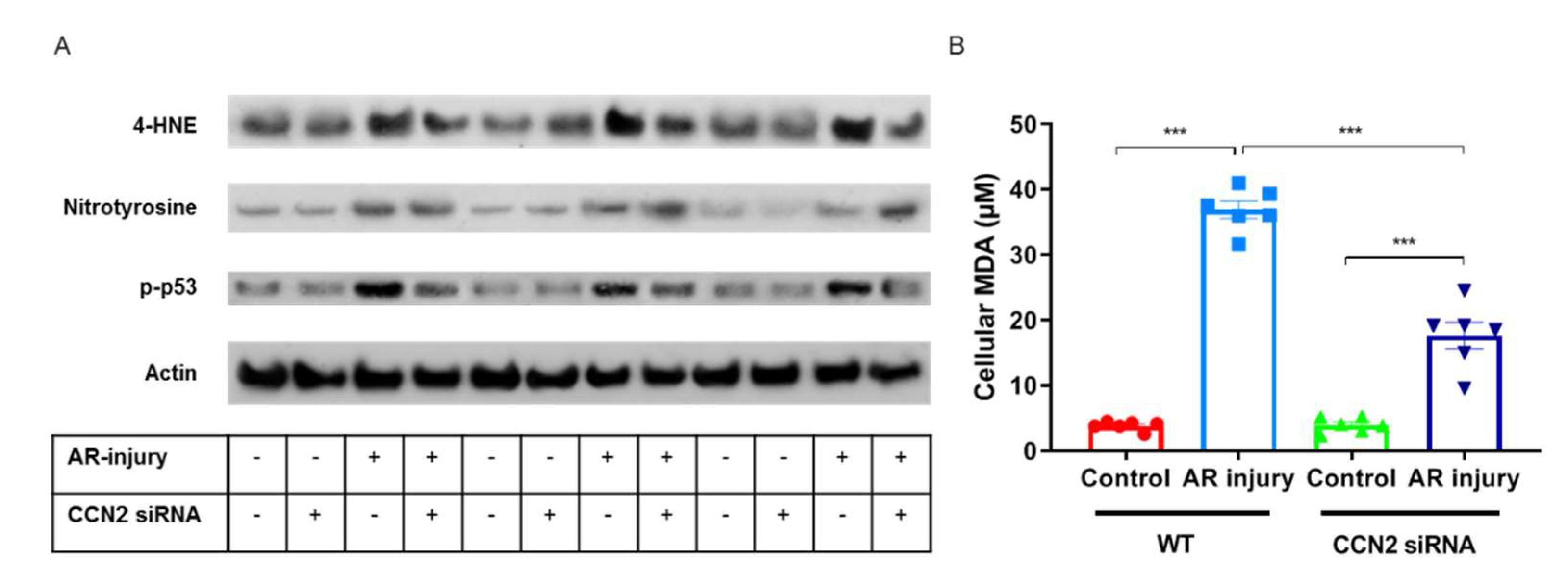 Antioxidants 10 02020 g007