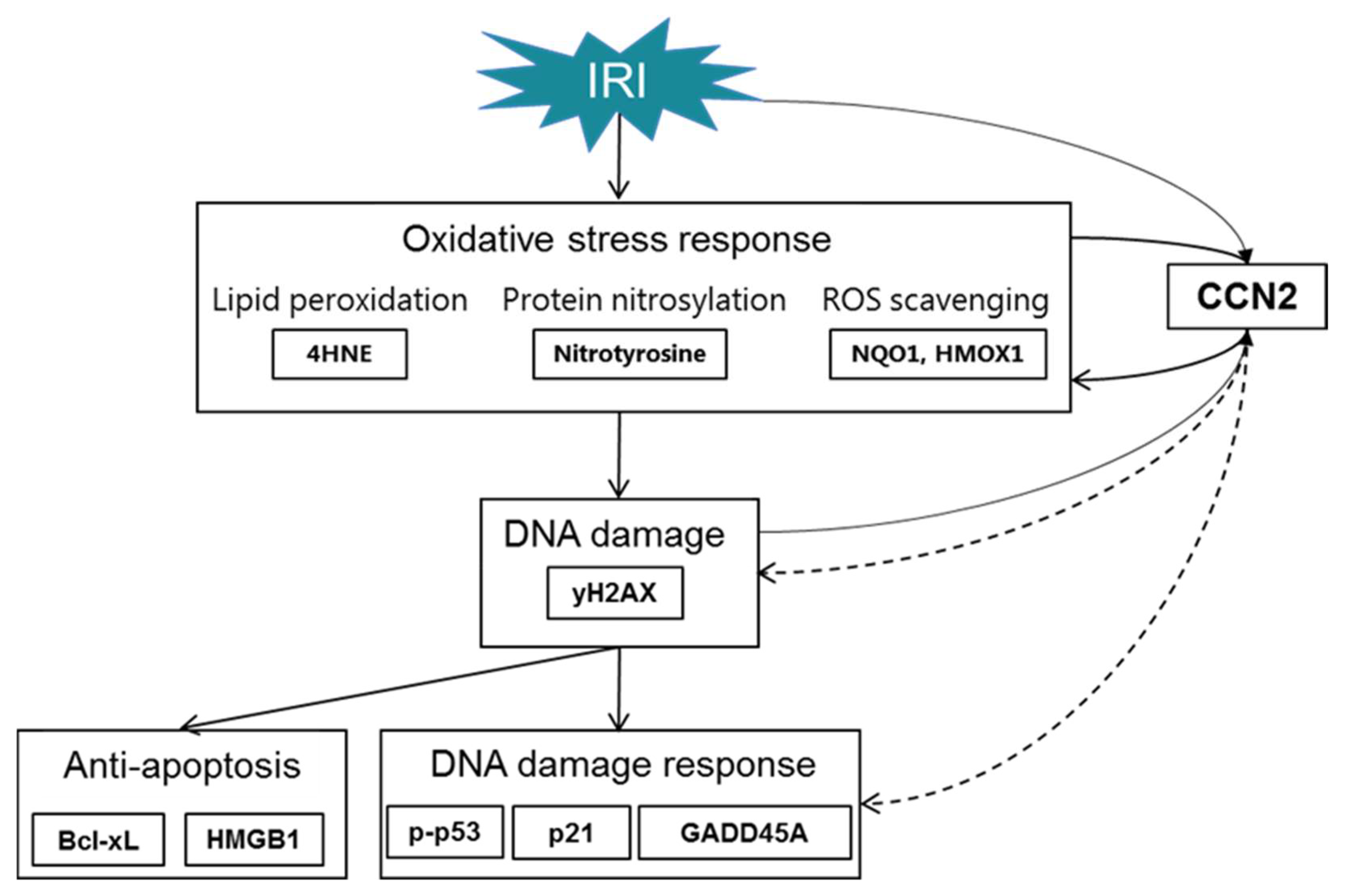 Antioxidants 10 02020 g008
