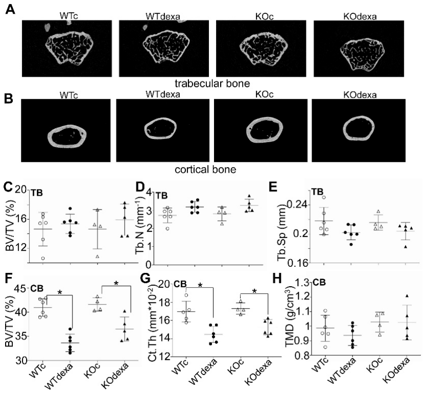 Antioxidants 11 00004 g004