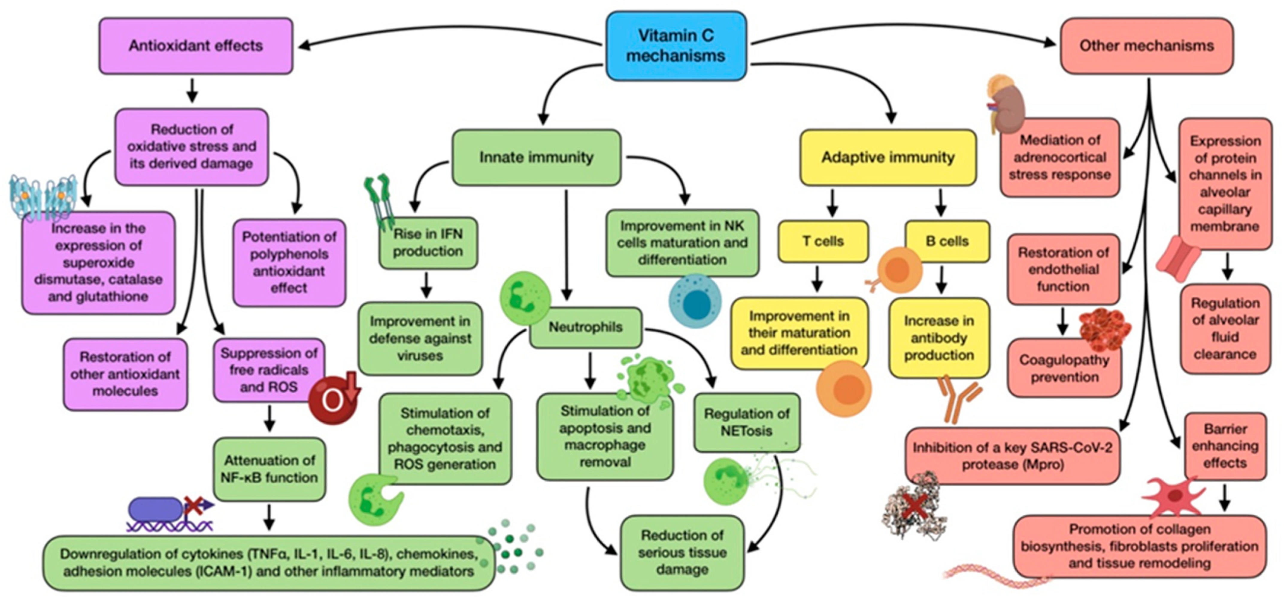 Antioxidants 11 00005 g003
