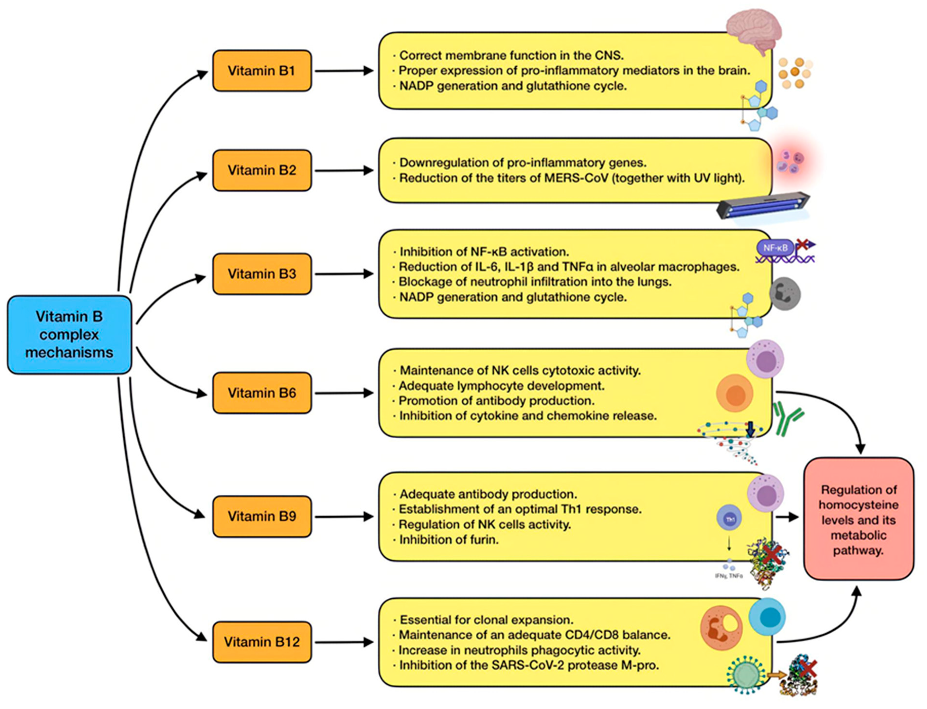 Antioxidants 11 00005 g006