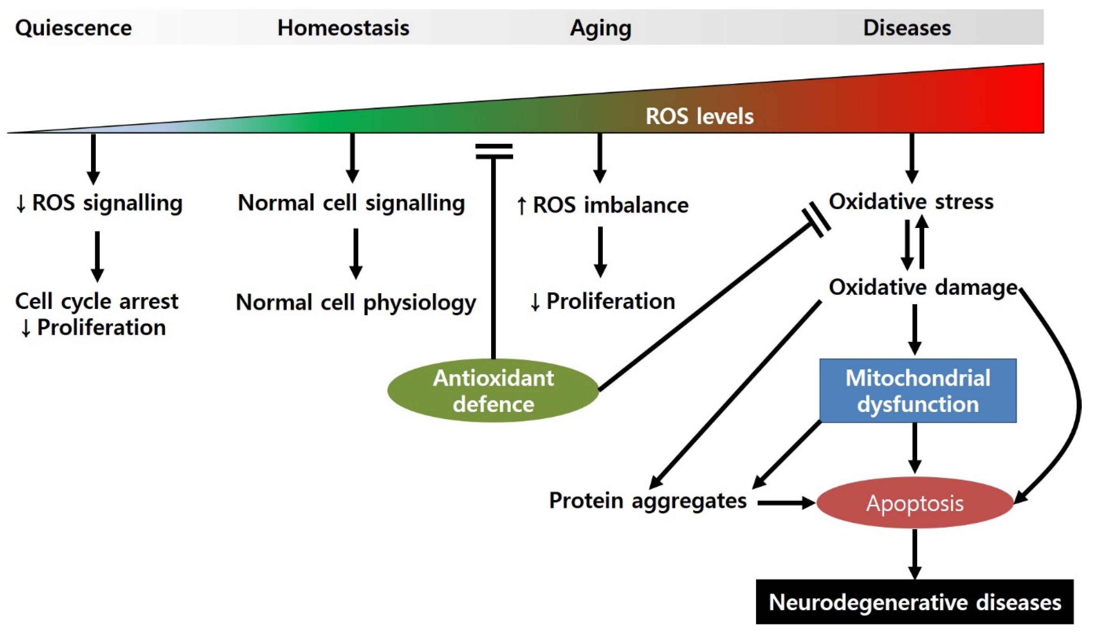 Antioxidants 11 00007 g001