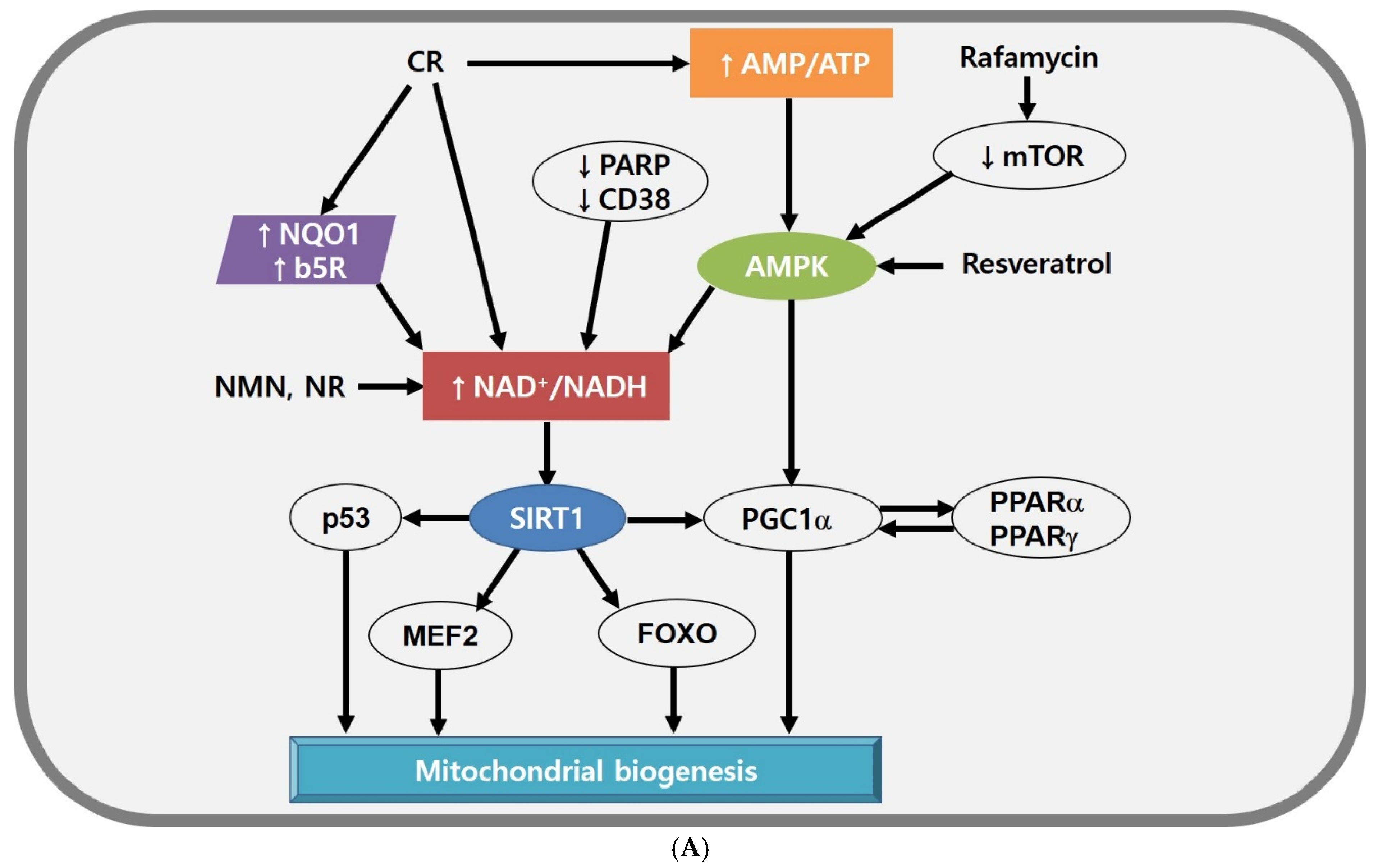 Antioxidants 11 00007 g002a