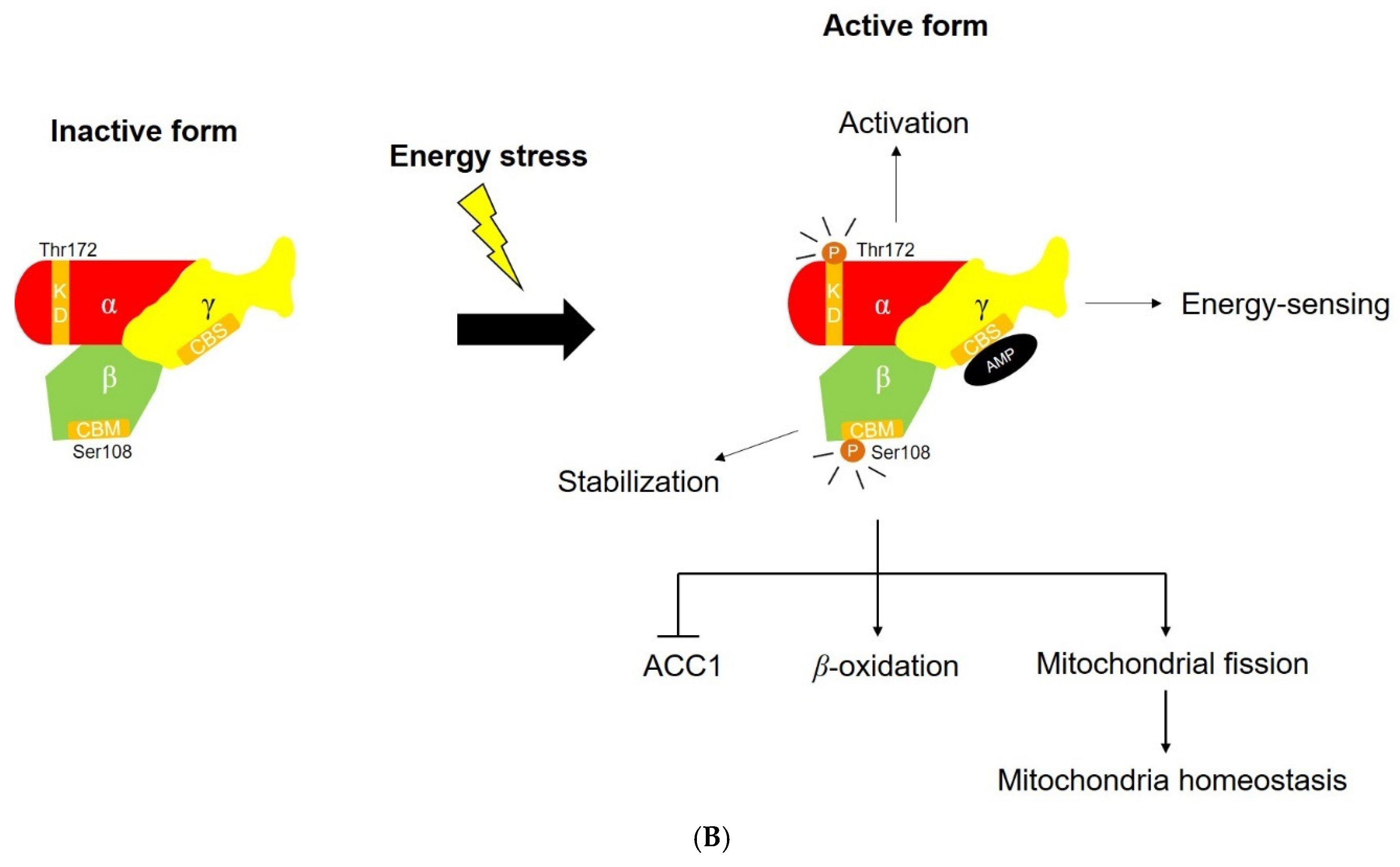 Antioxidants 11 00007 g002b