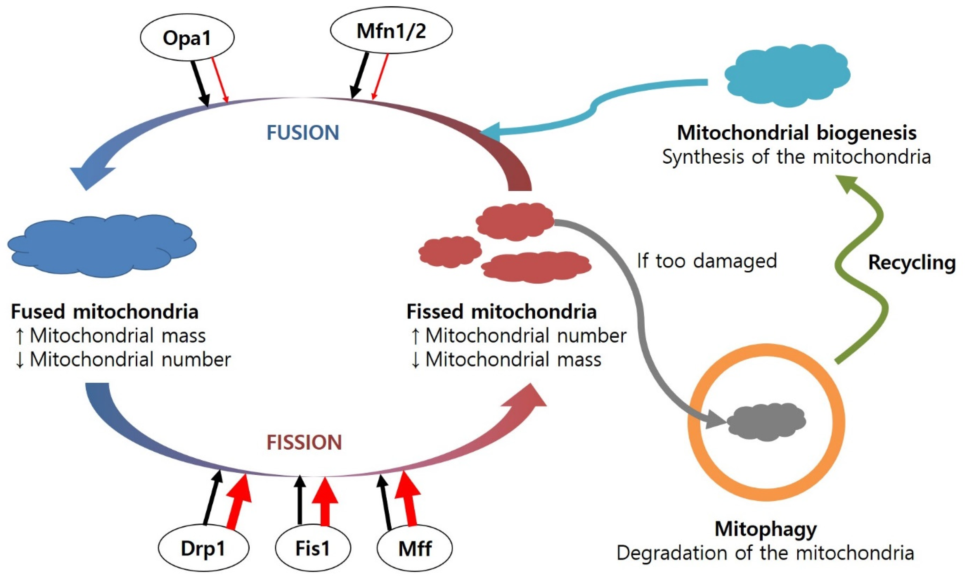 Antioxidants 11 00007 g003