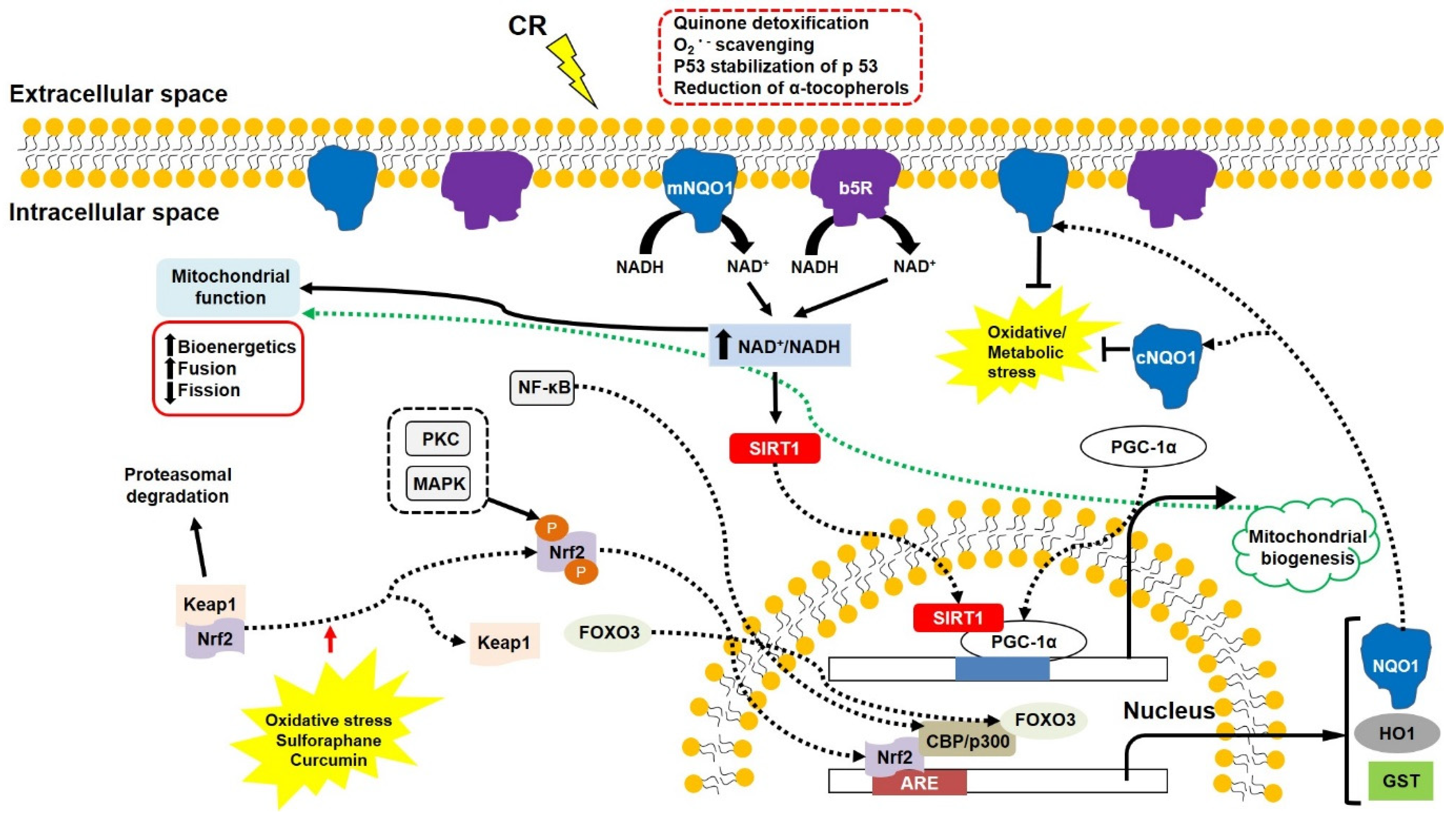 Antioxidants 11 00007 g004