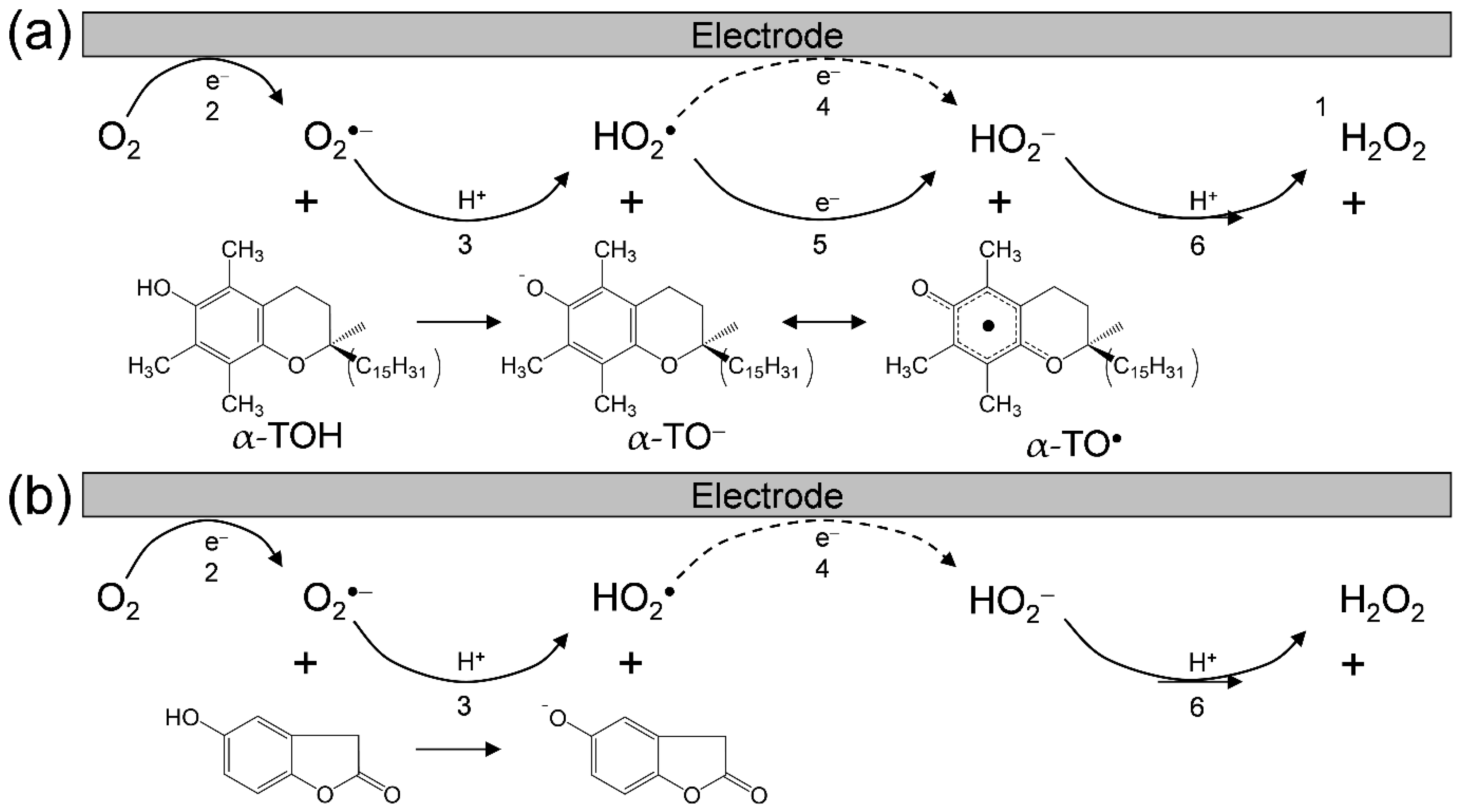 Antioxidants 11 00009 g003
