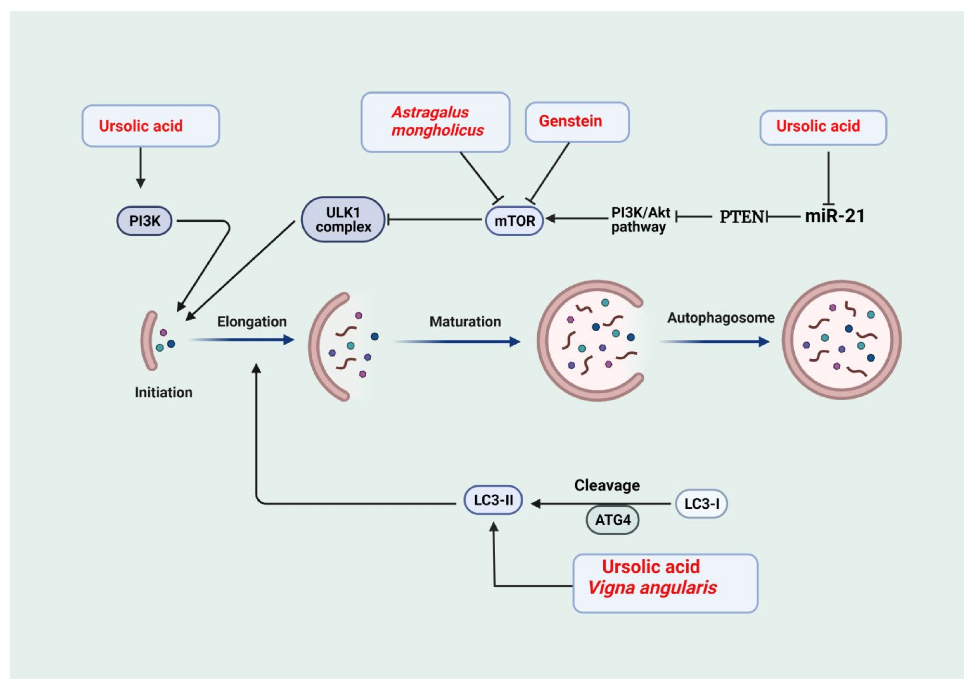Antioxidants 11 00015 g002 Antioxidants 11 00015 g002