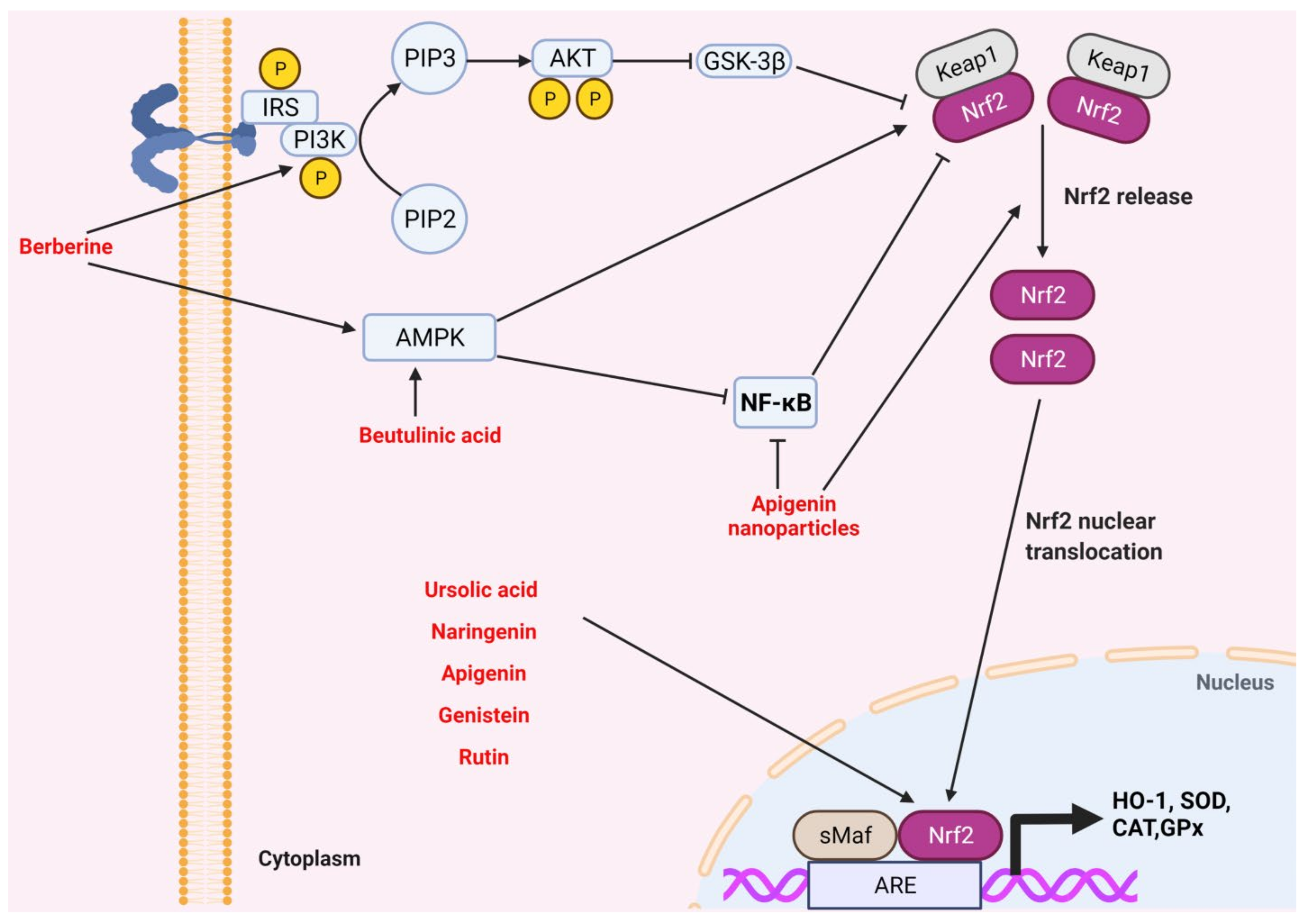 Antioxidants 11 00015 g004 Antioxidants 11 00015 g004