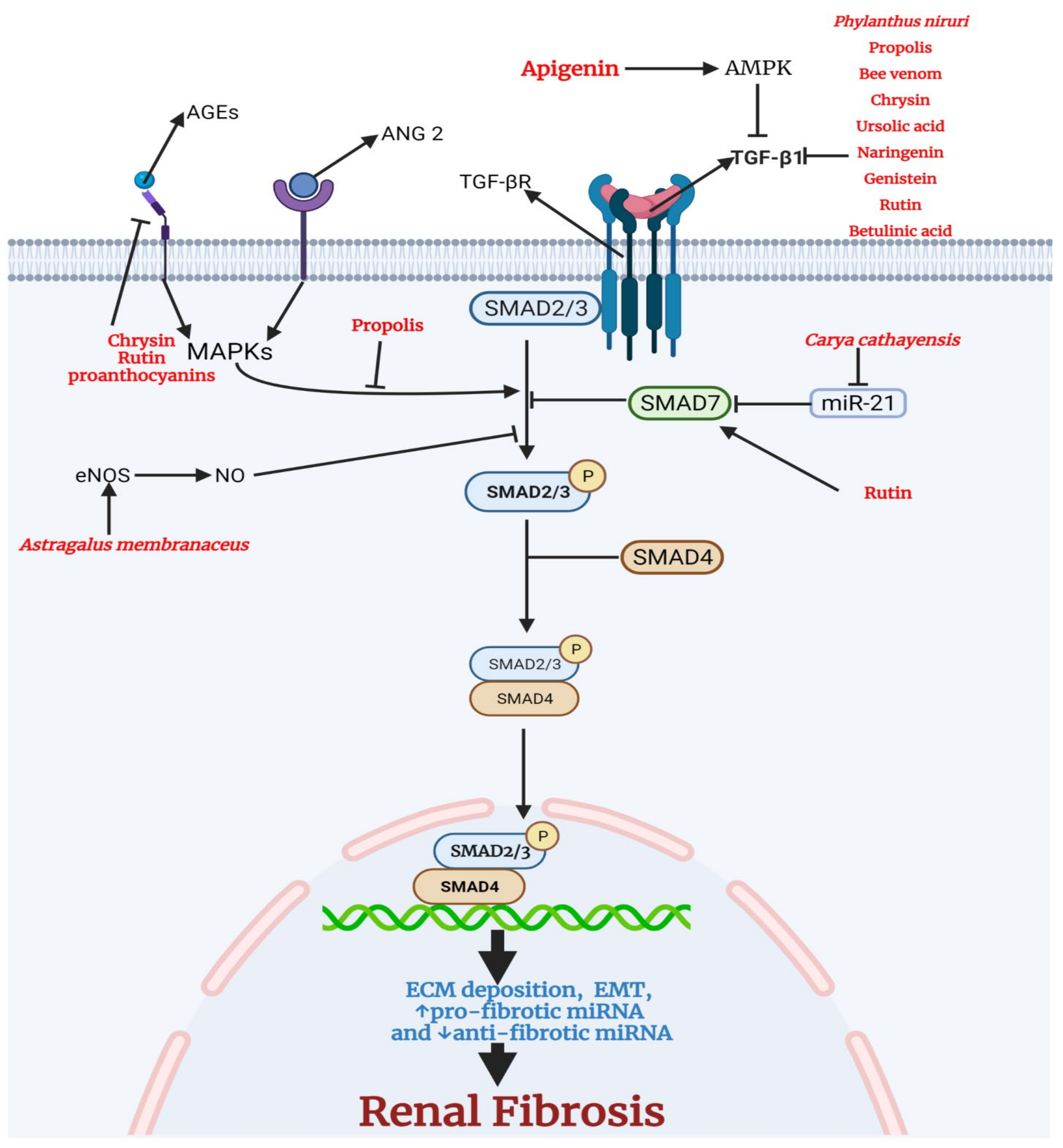 Antioxidants 11 00015 g005 Antioxidants 11 00015 g005