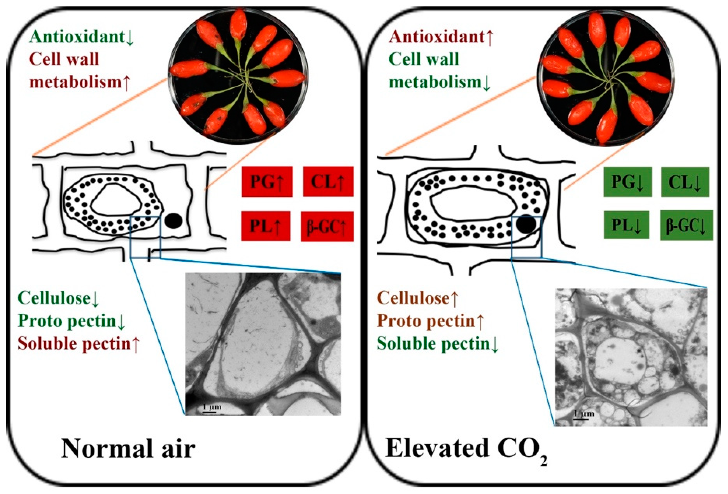 Antioxidants 11 00016 g006